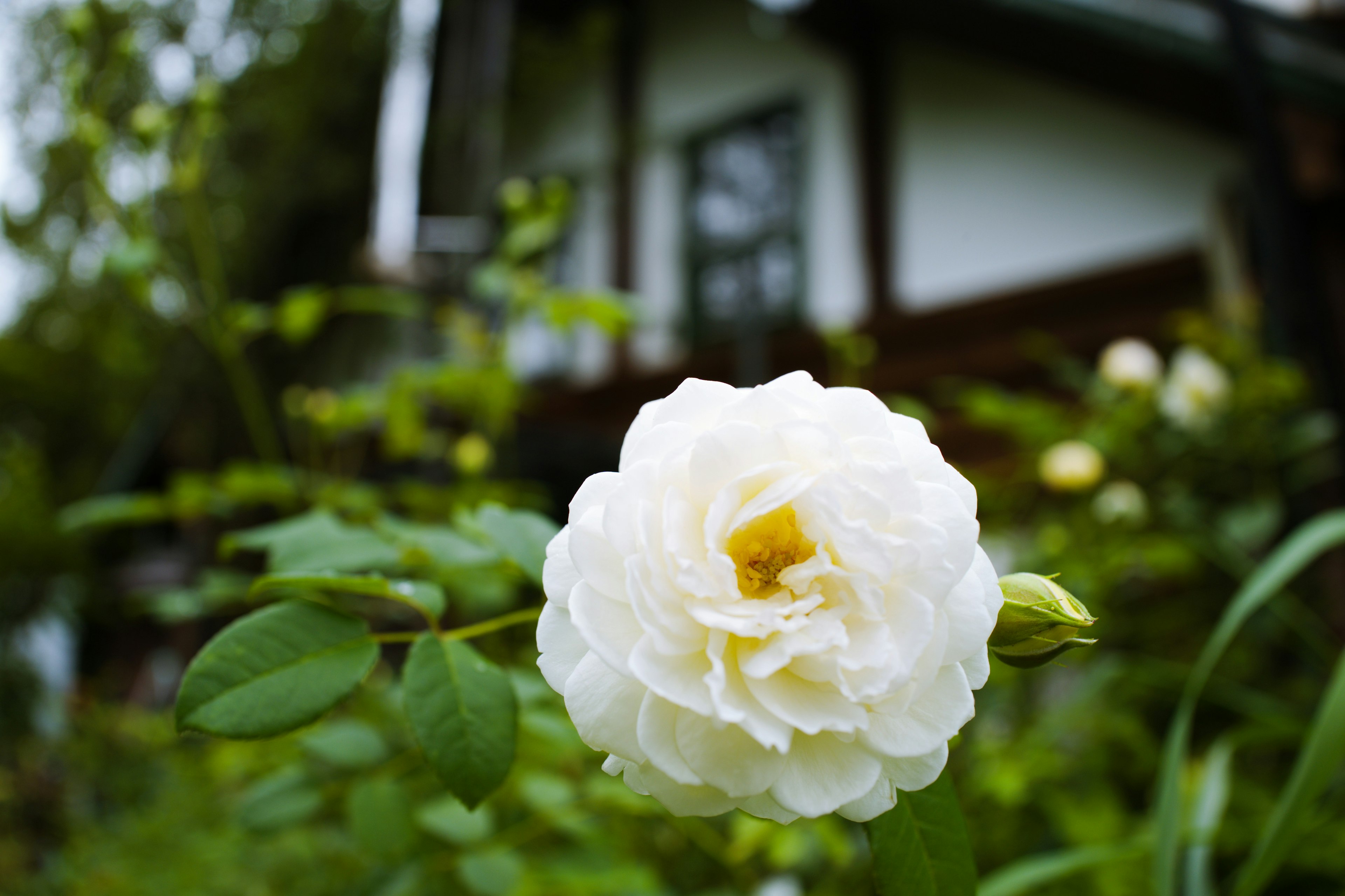 白いバラの花と緑の葉が映える風景の中にある家