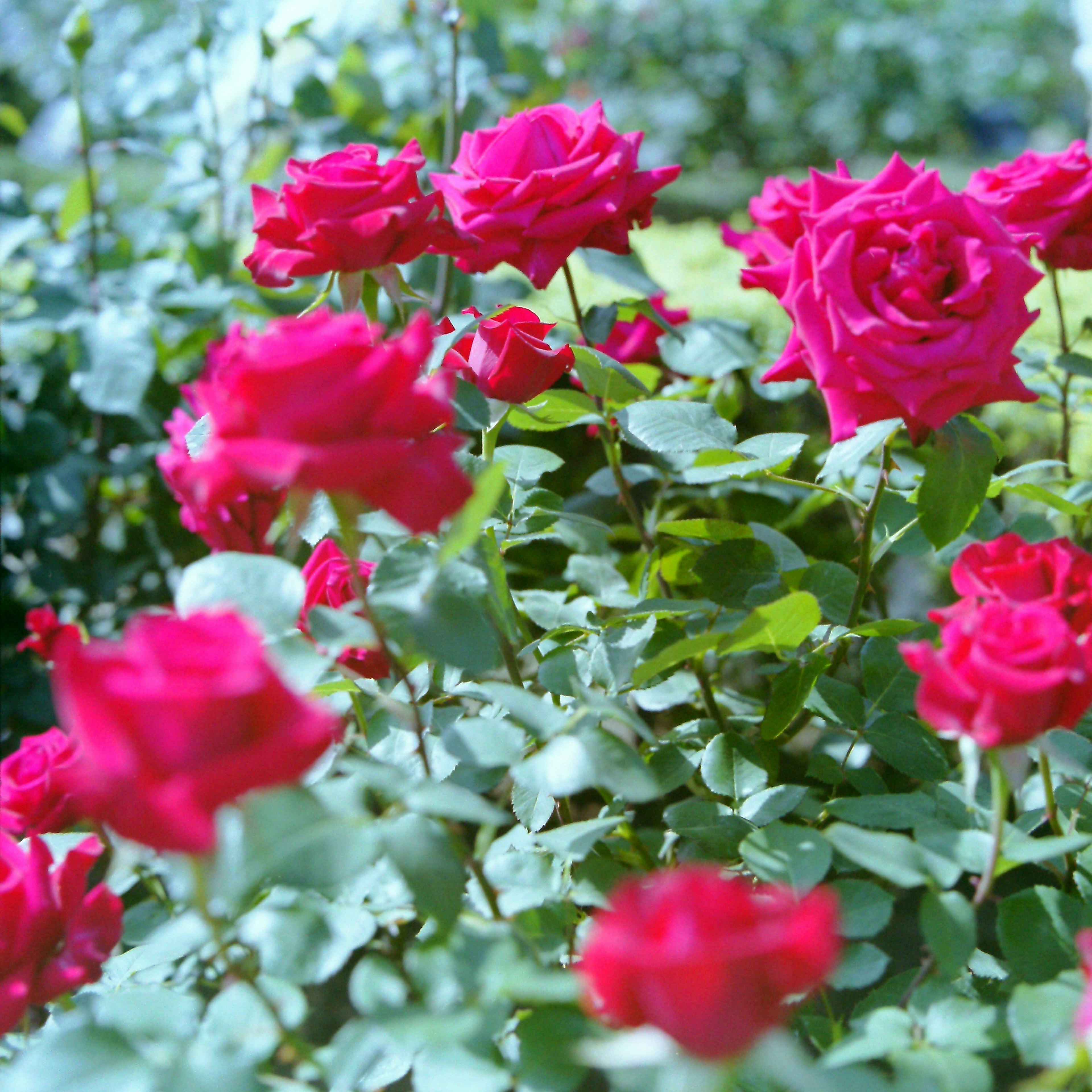 Roses rouges vibrantes en fleurs dans un jardin