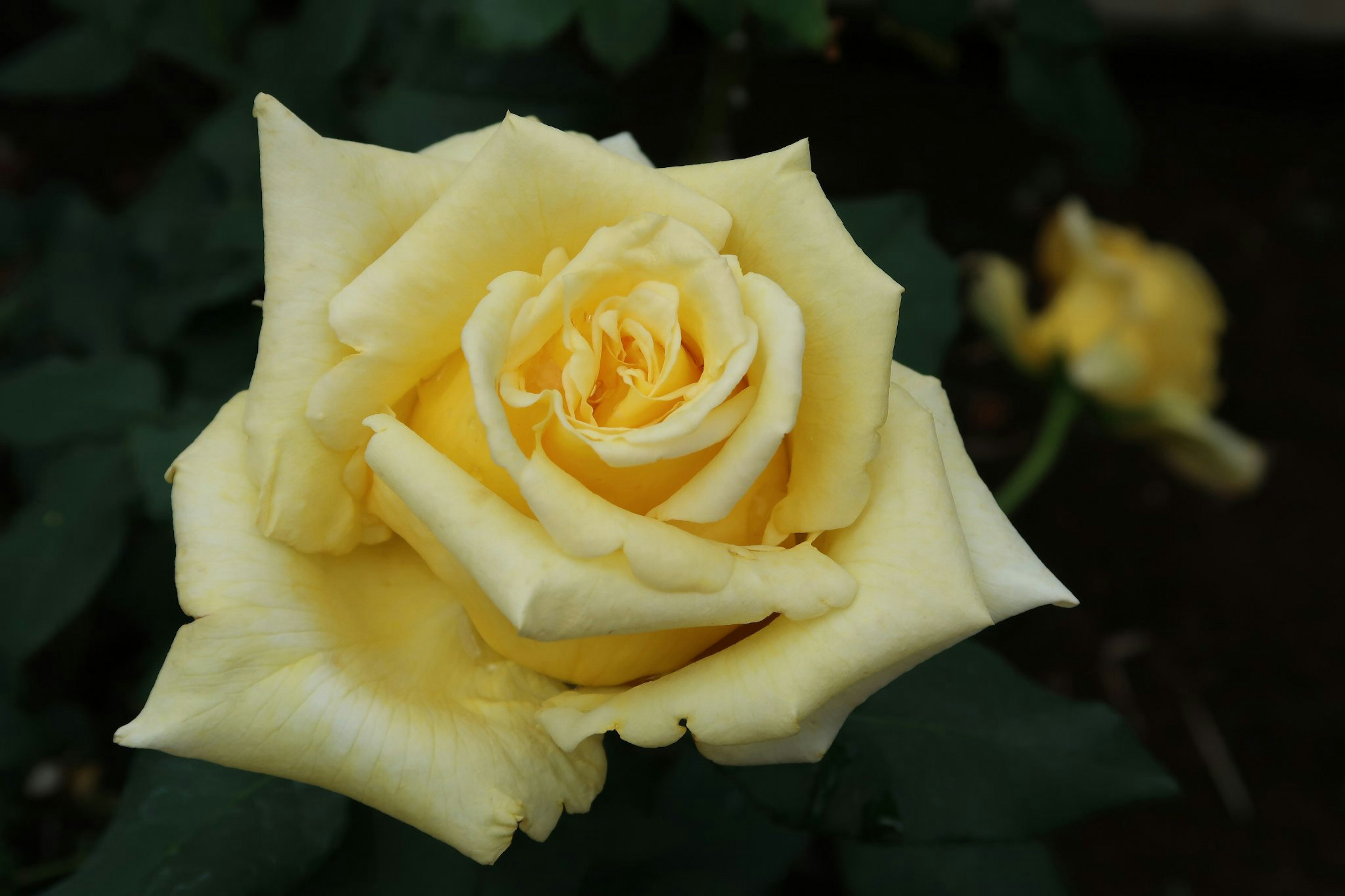 Bella immagine di una rosa gialla in fiore