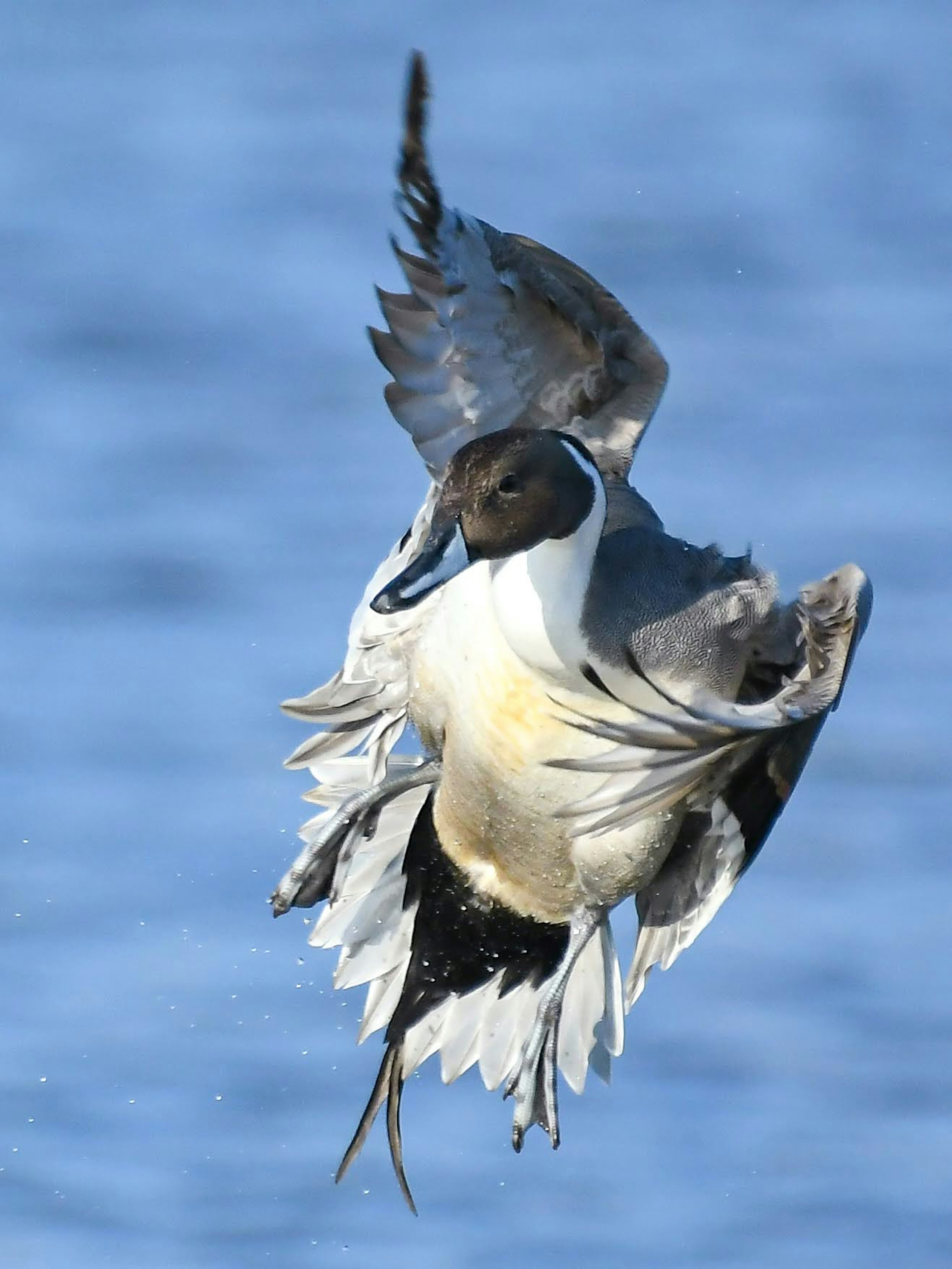 A bird in flight against a water background