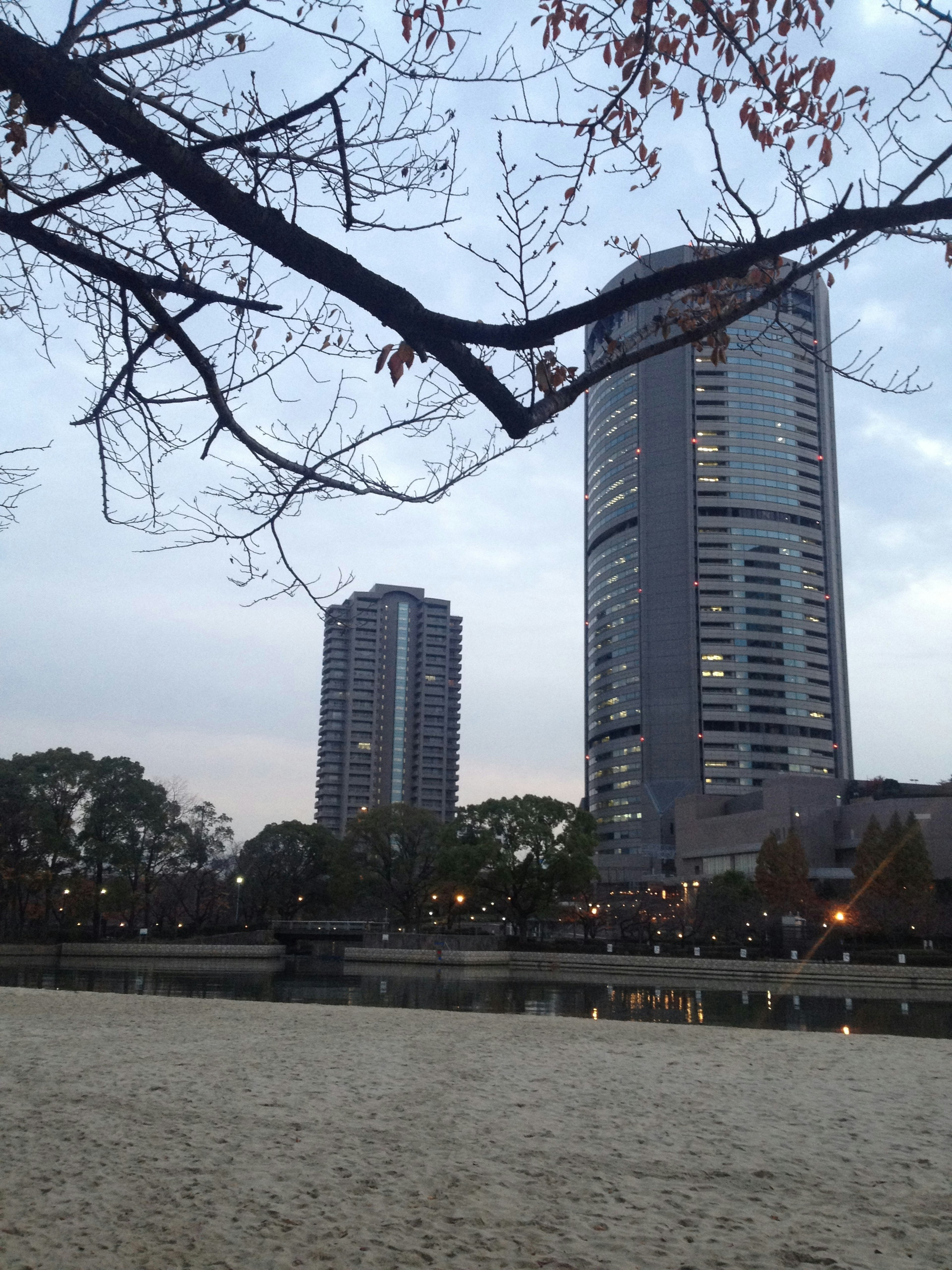 黃昏時公園附近的高樓大廈和樹枝