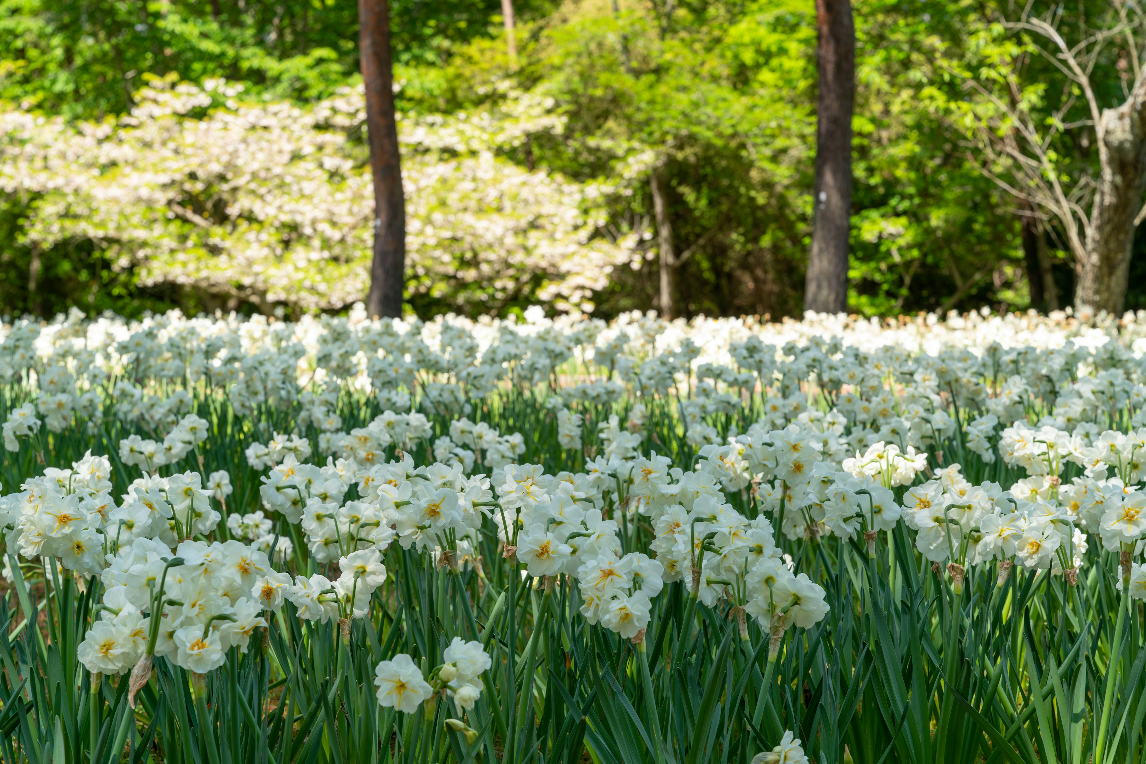 白い花が咲く広いダーフィルドの景色 緑の木々と背景の花々が特徴