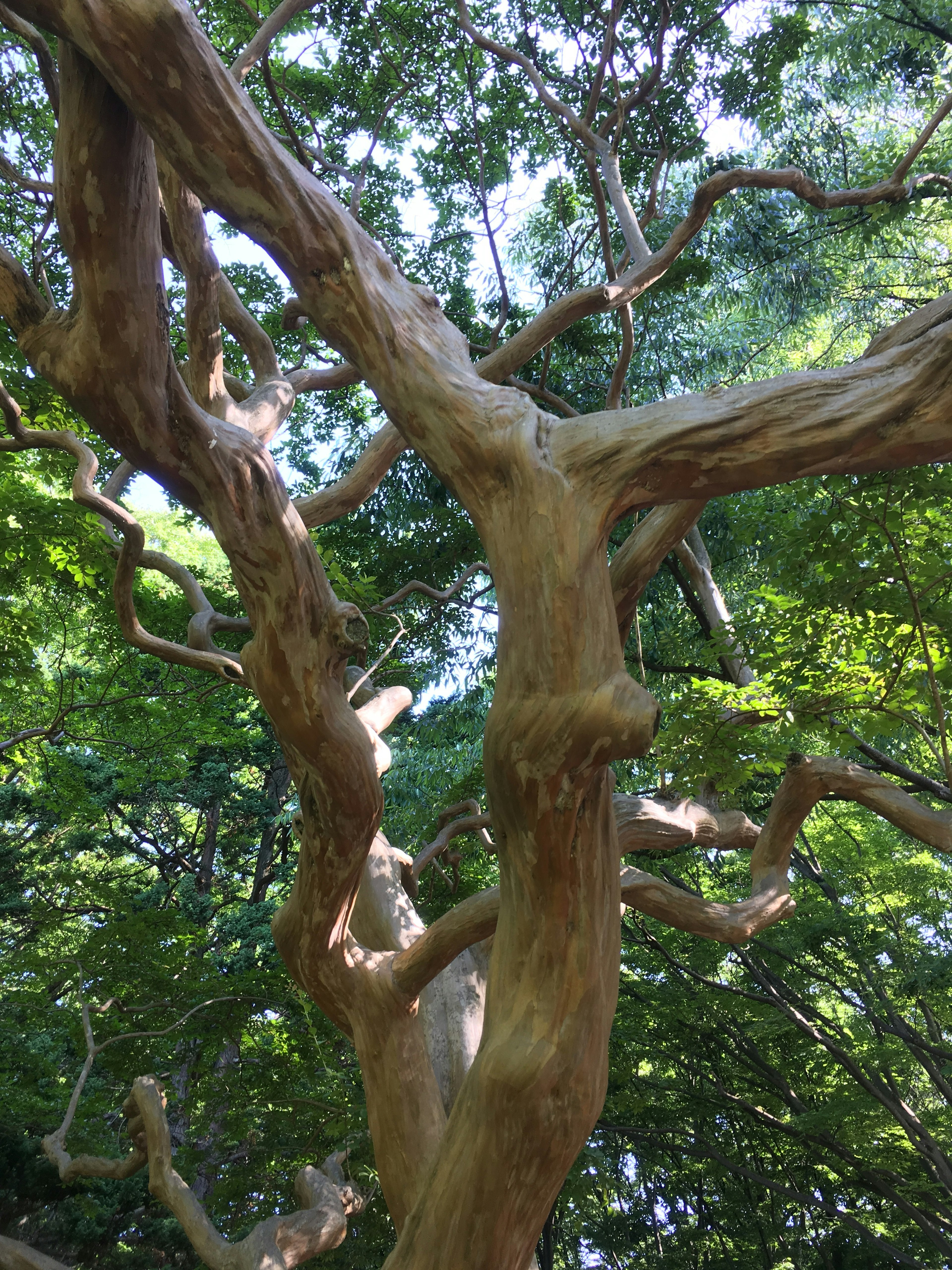 ユーカリの木の複雑な幹が見える緑豊かな背景