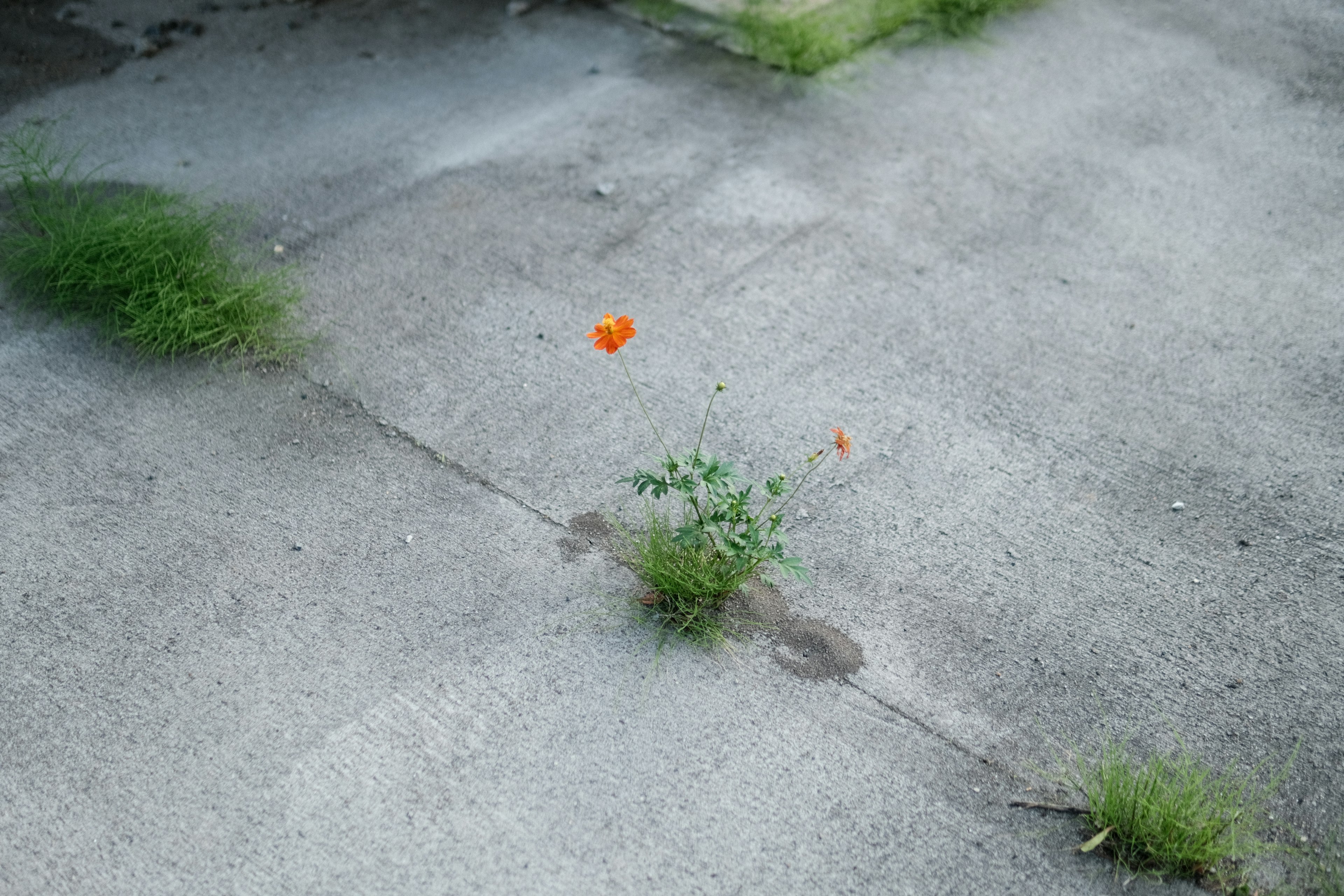 コンクリートの隙間から生える緑の草とオレンジ色の花