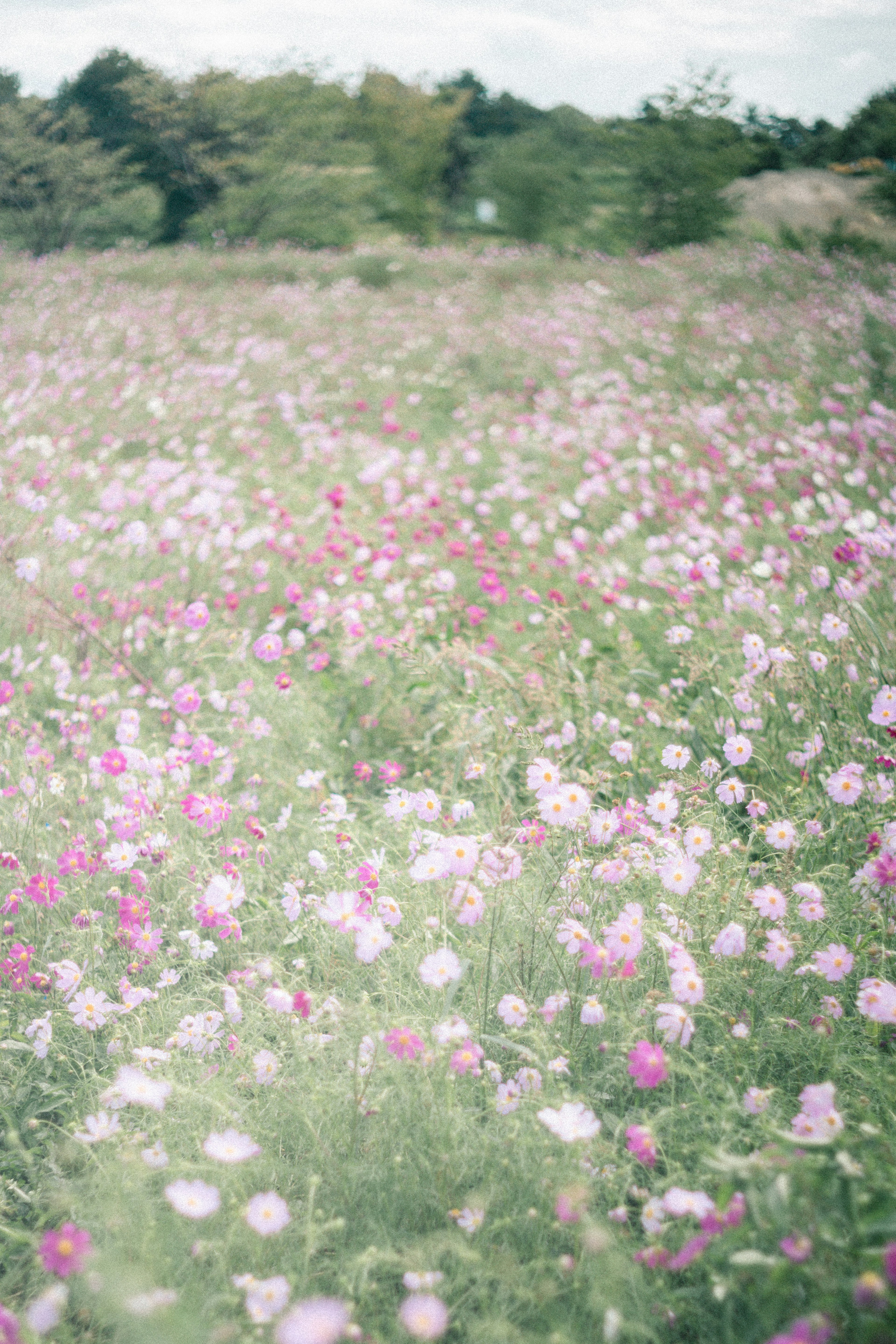 Vast meadow filled with colorful blooming flowers