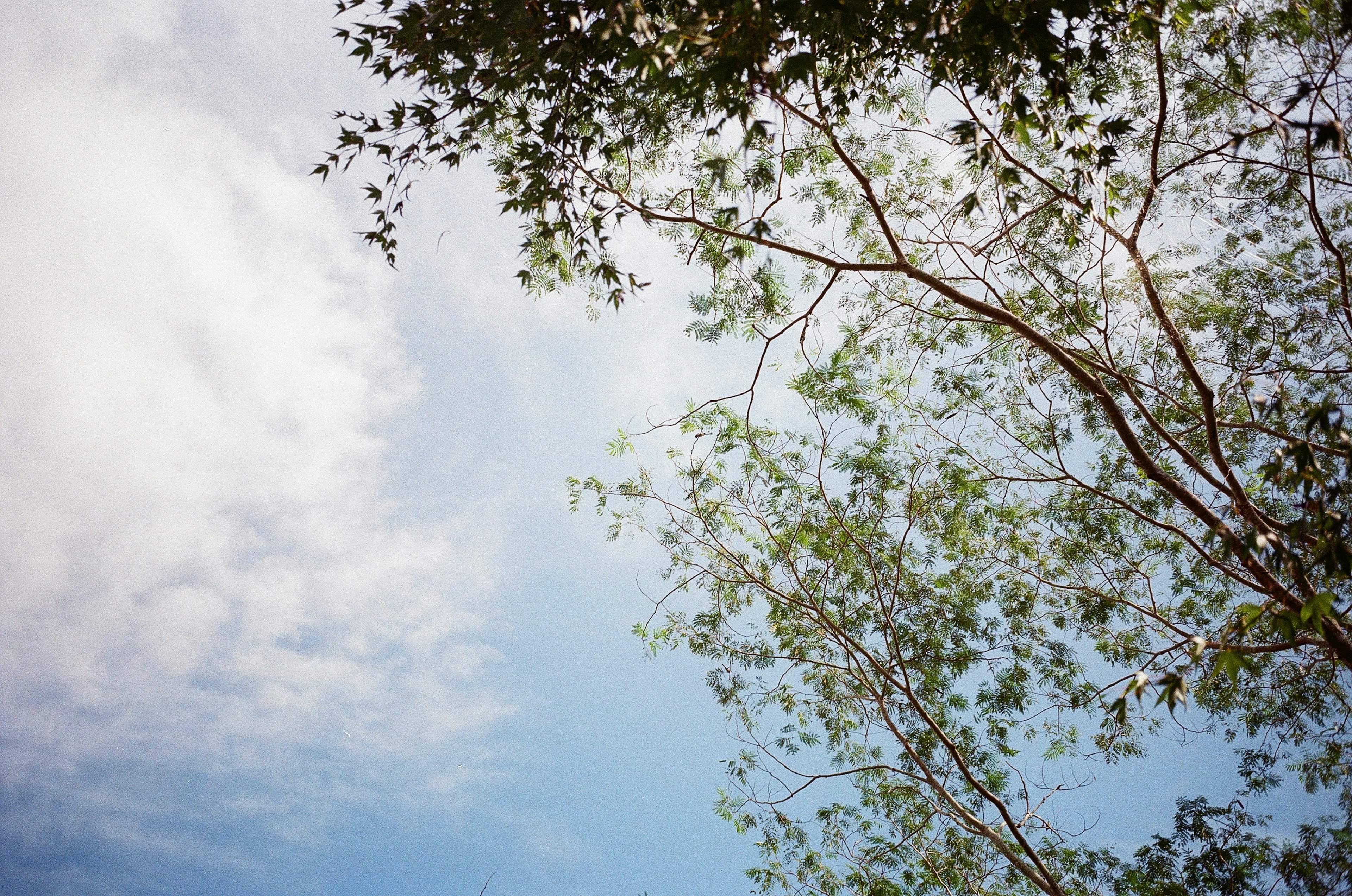 Image of tree branches against a blue sky with clouds