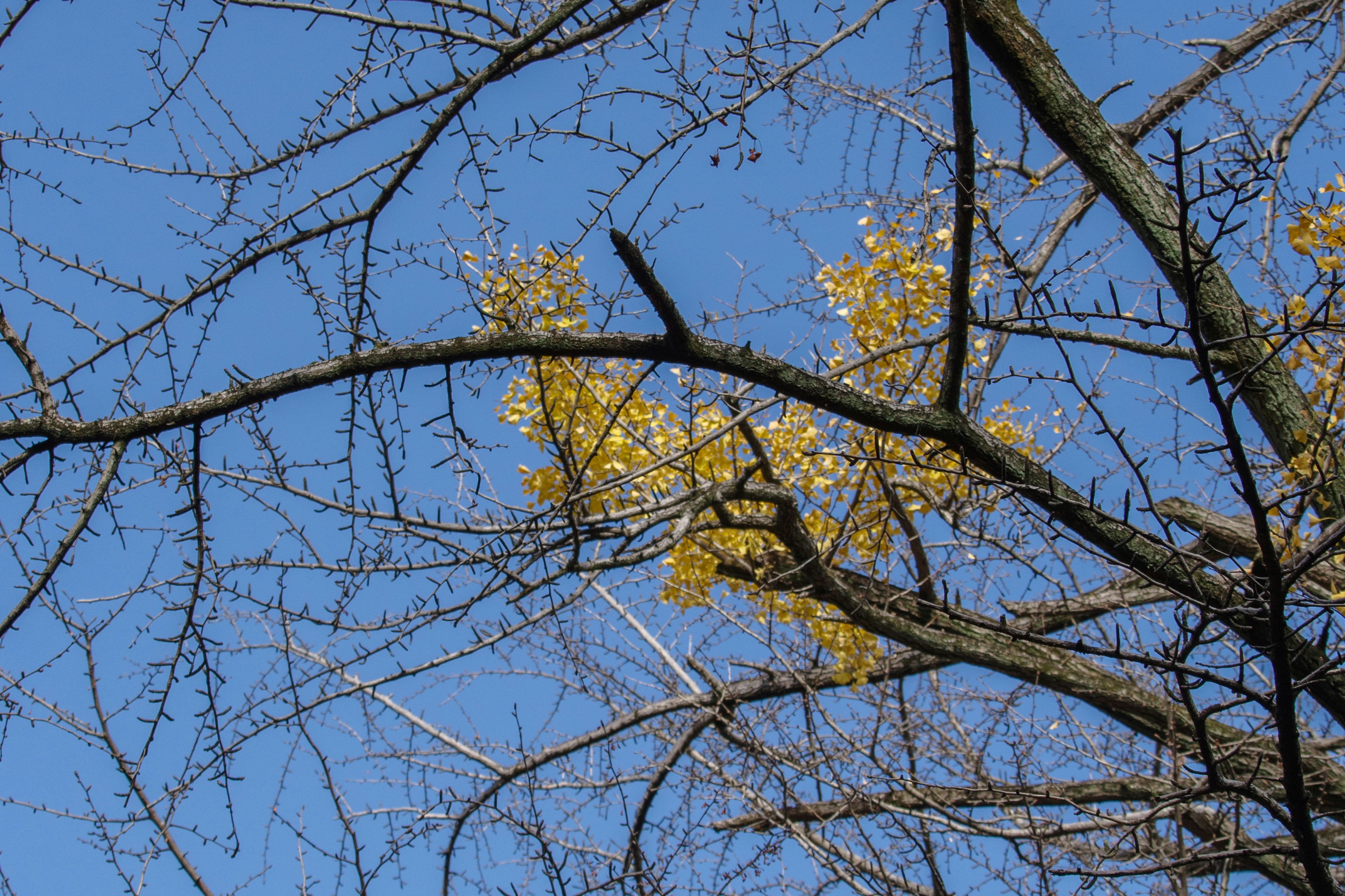 Thin branches with yellow leaves against a blue sky