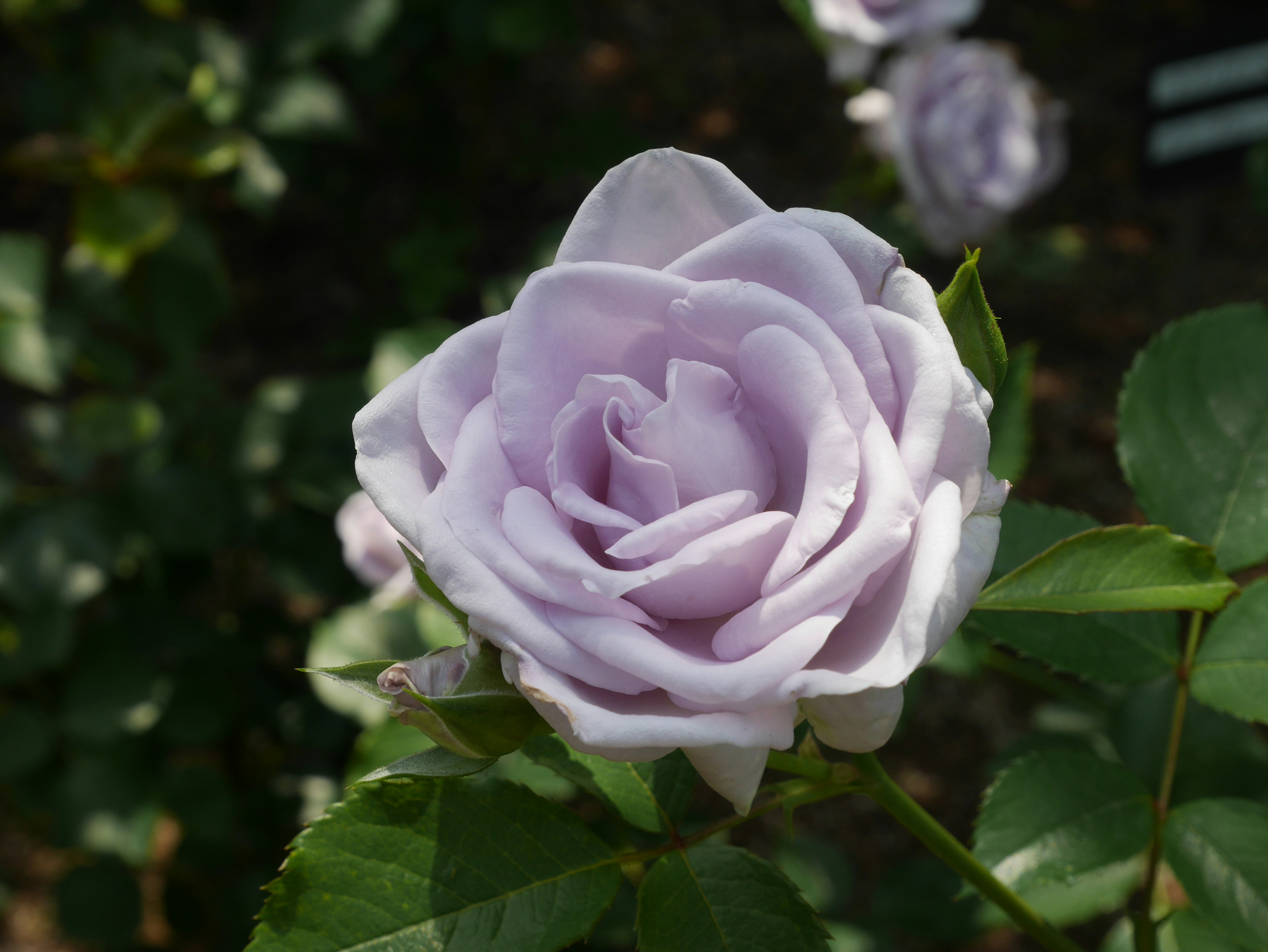 Una rosa morada clara floreciendo entre hojas verdes