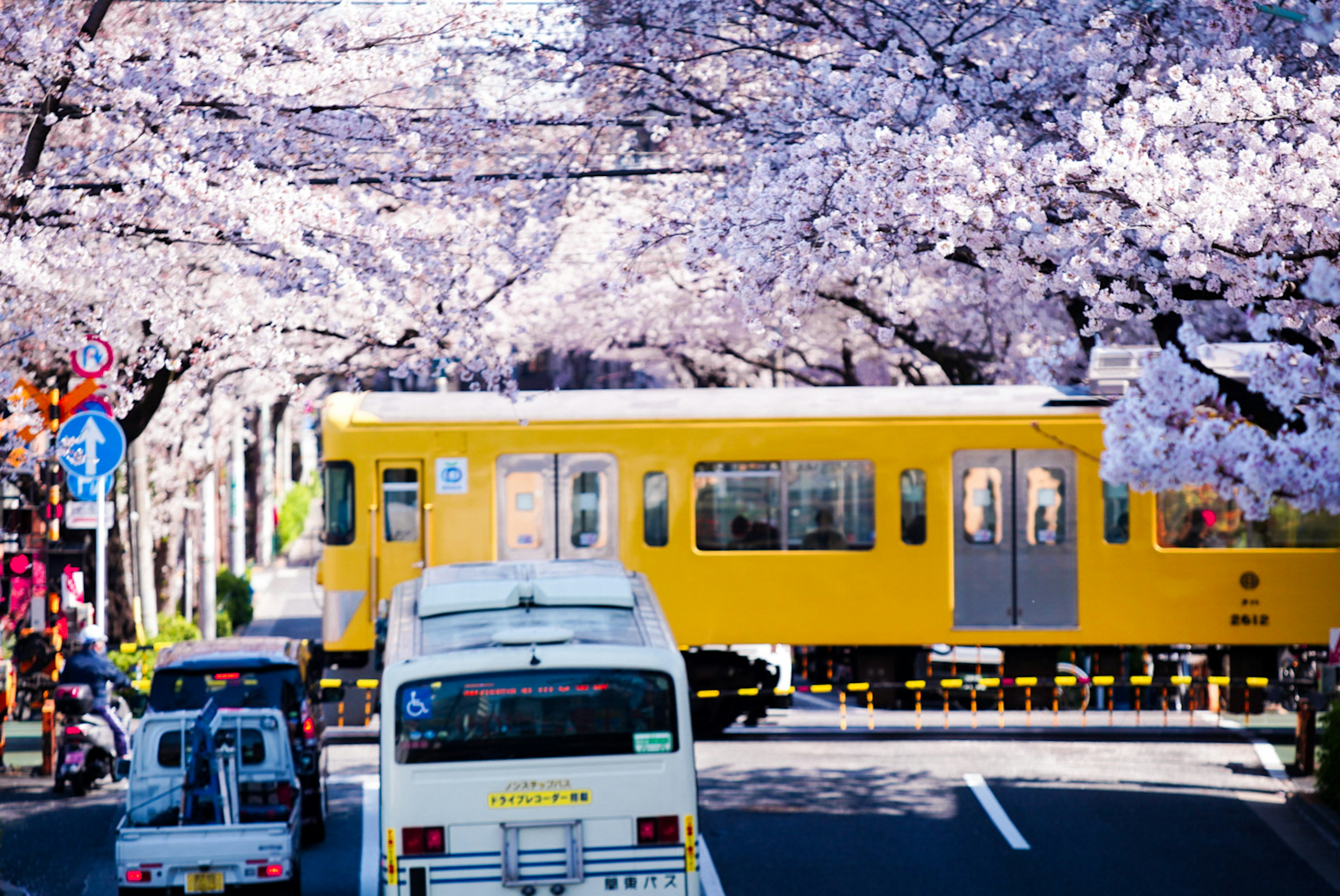 桜の木に囲まれた黄色い電車と車両