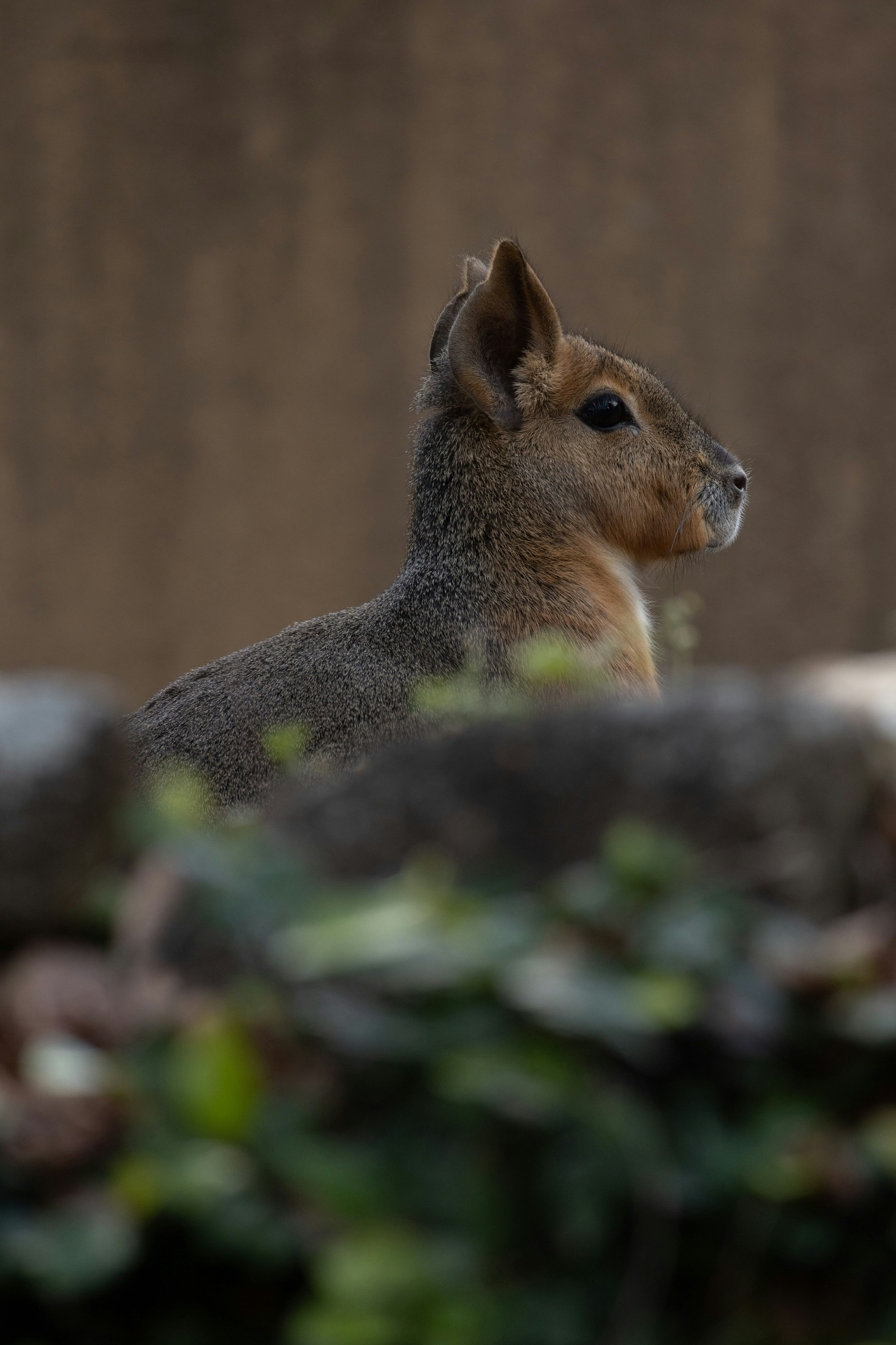 Side profile of a small animal with foliage in the background