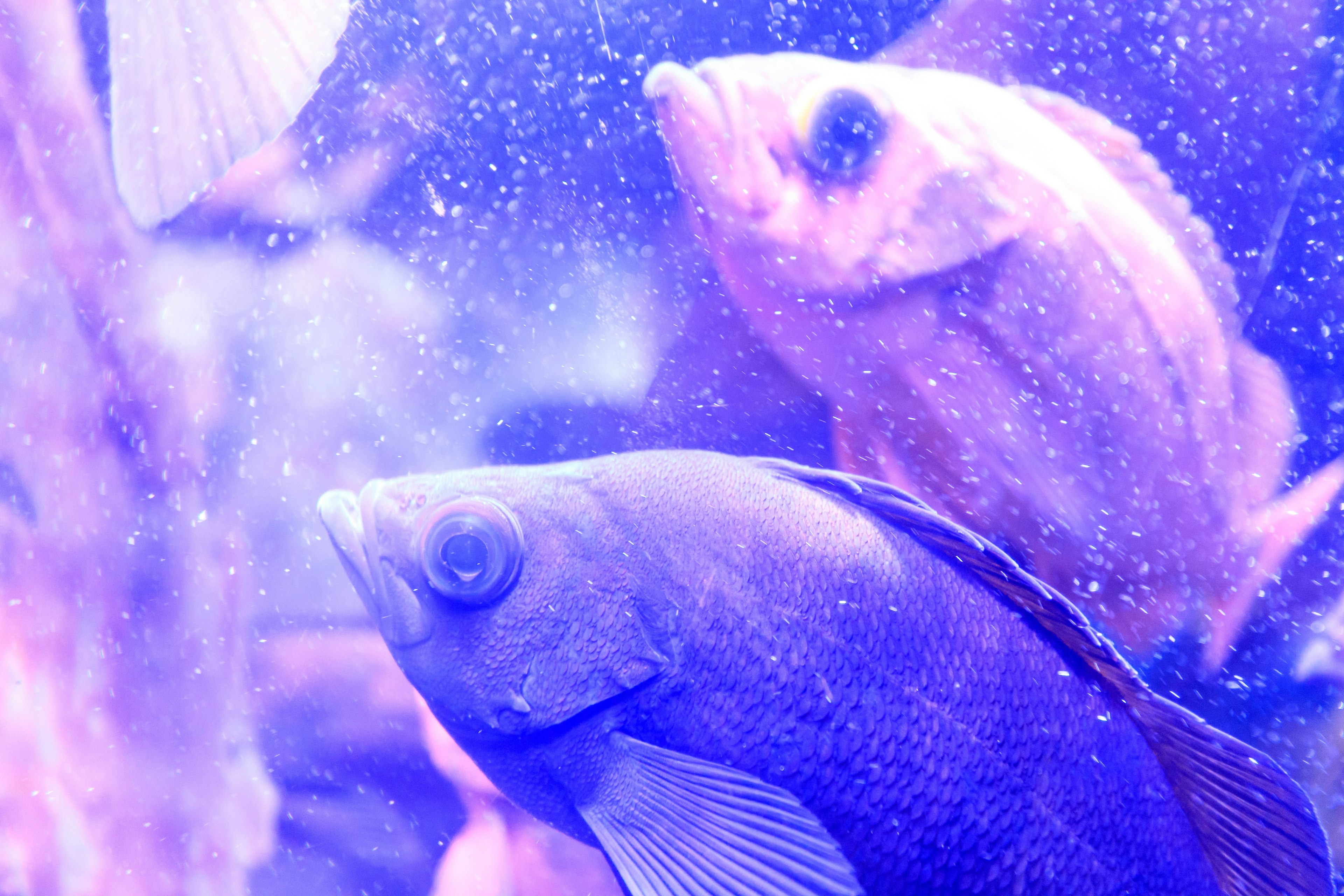 Blauer Fisch und rosa Fisch schwimmen in einem Aquarium