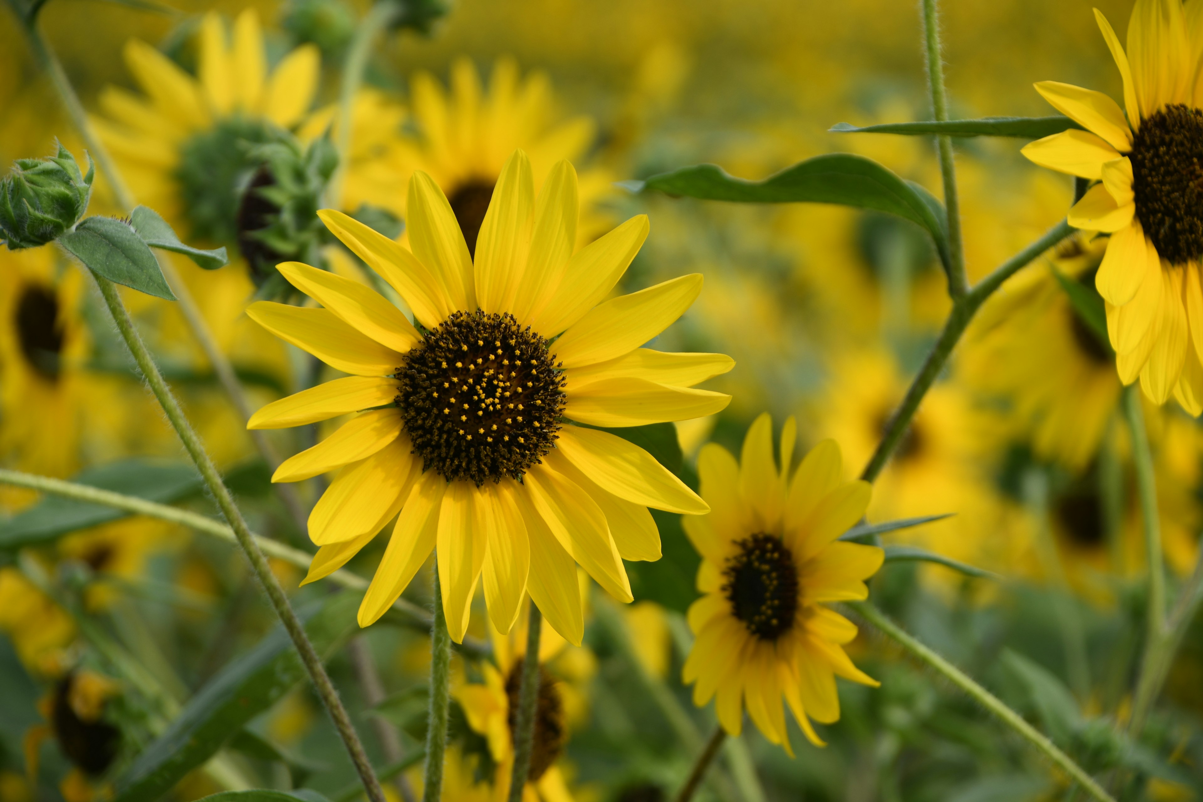 Ein lebhaftes Feld mit Sonnenblumen und leuchtend gelben Blüten