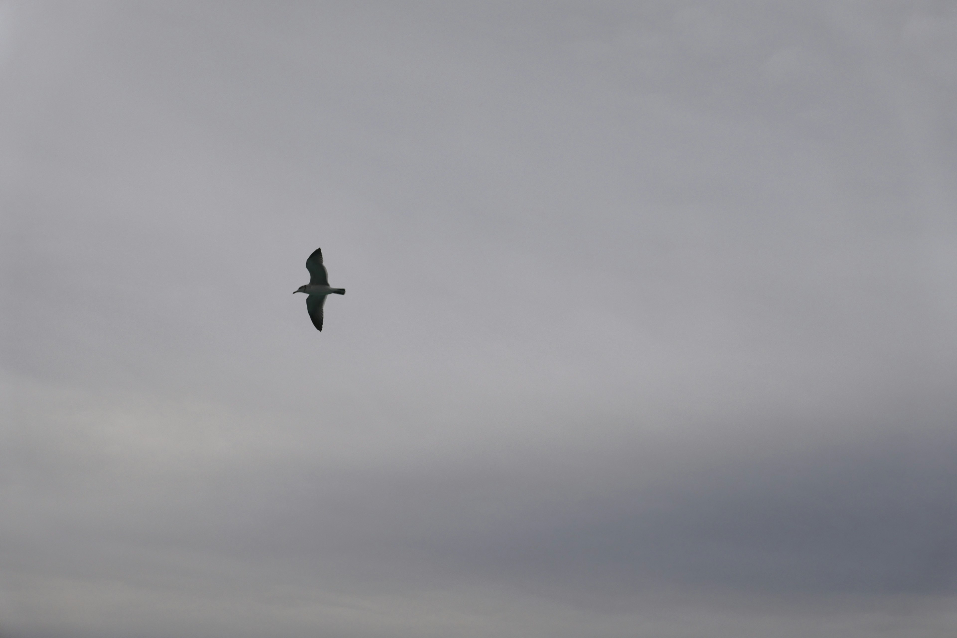 空に舞う鳥のシルエットと淡い雲