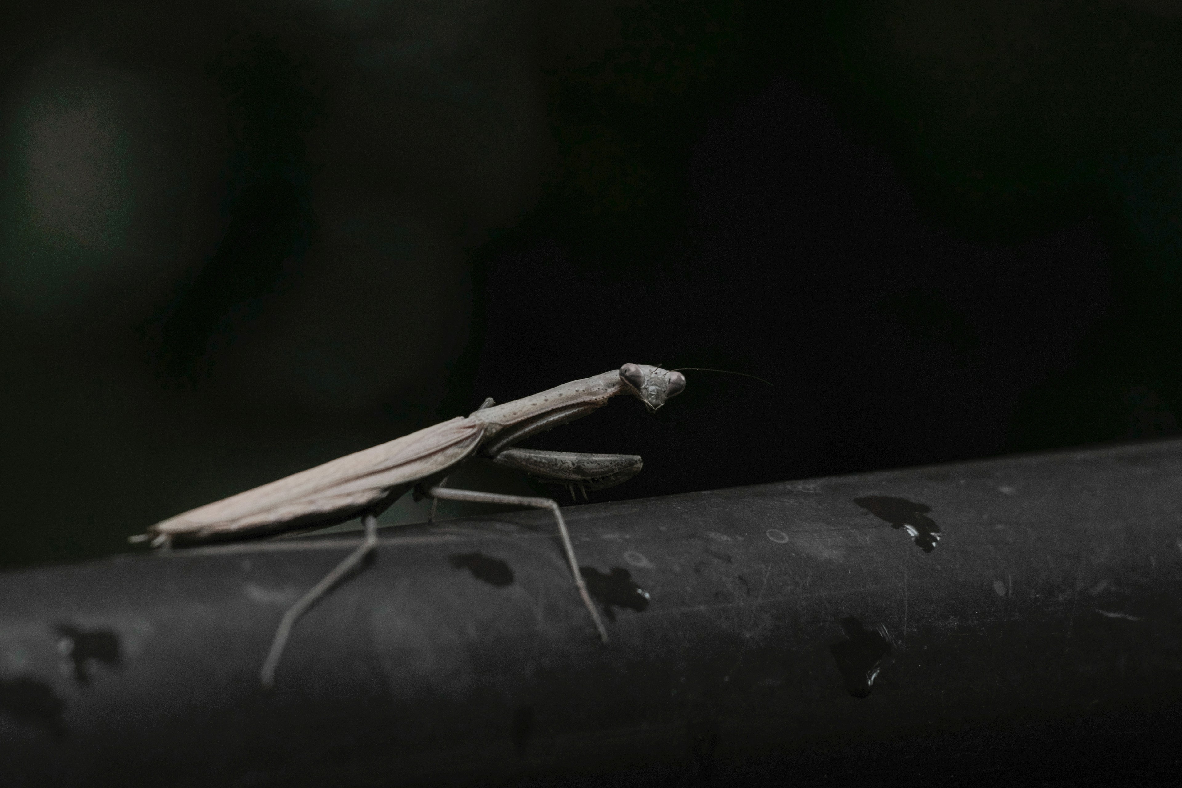 白いカマキリが黒い棒の上にいる