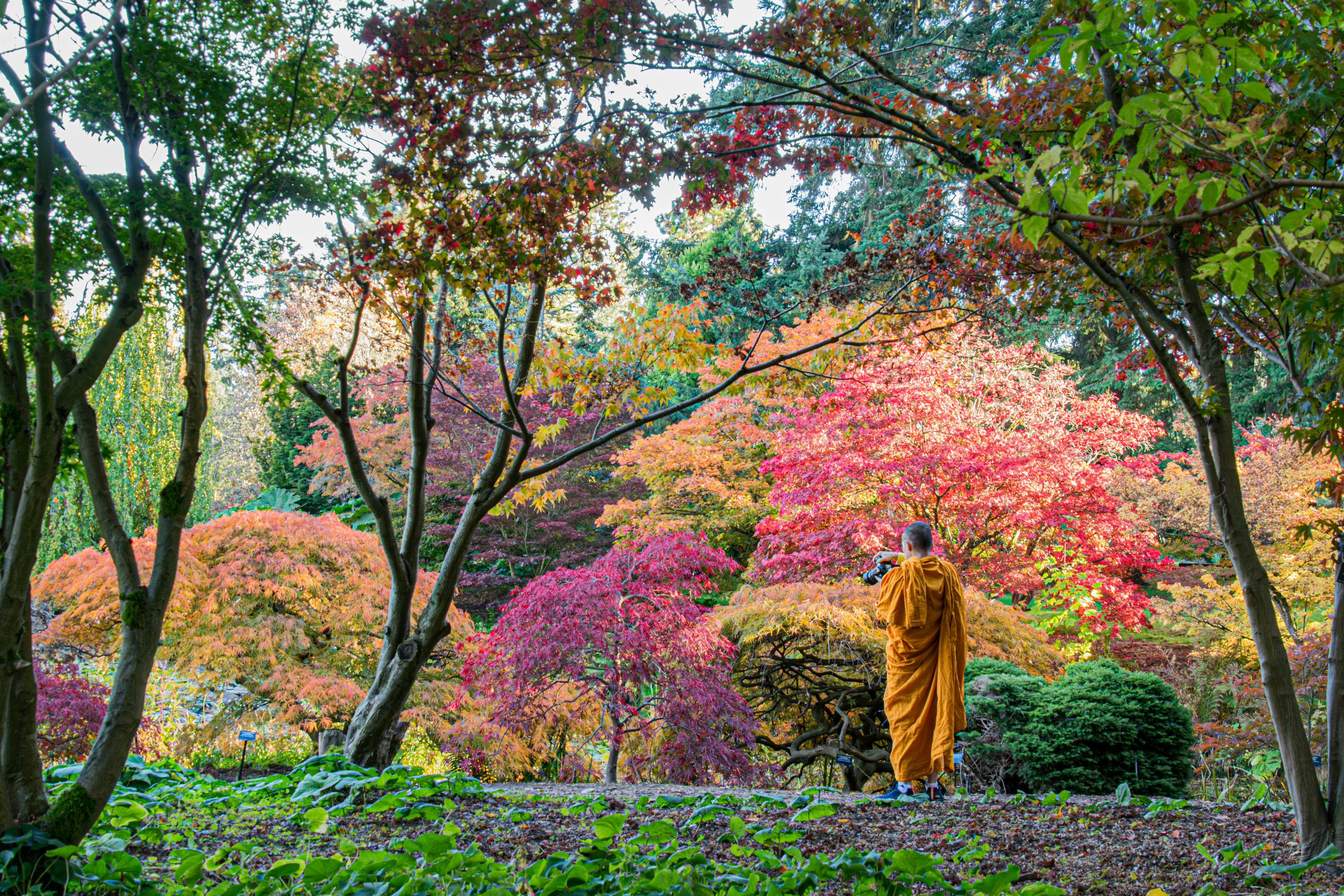 Ein Mönch in orangefarbener Robe steht in einem Garten, umgeben von lebhaften Herbstfarben