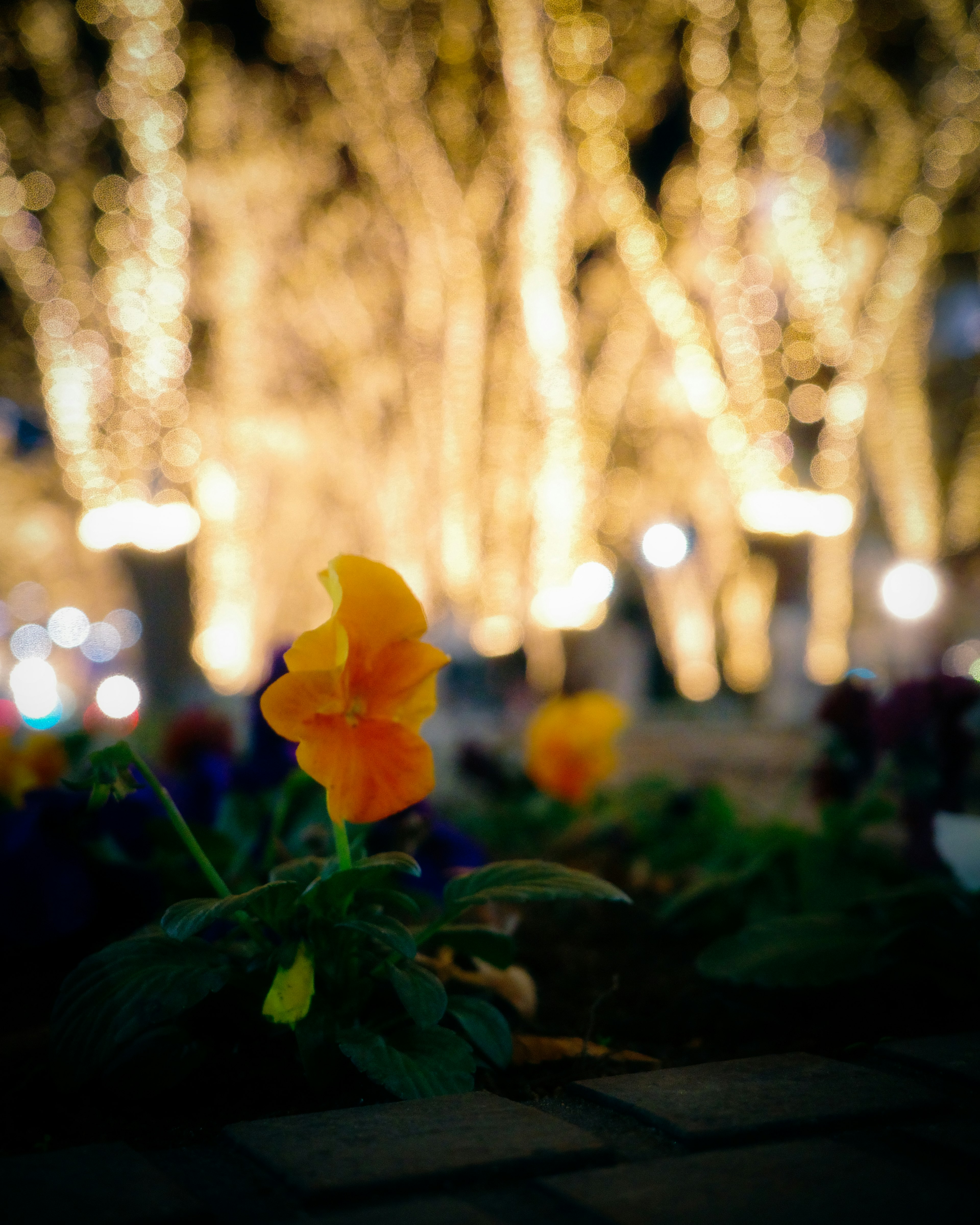 背景の明るい光に映えるオレンジ色の花と緑の葉