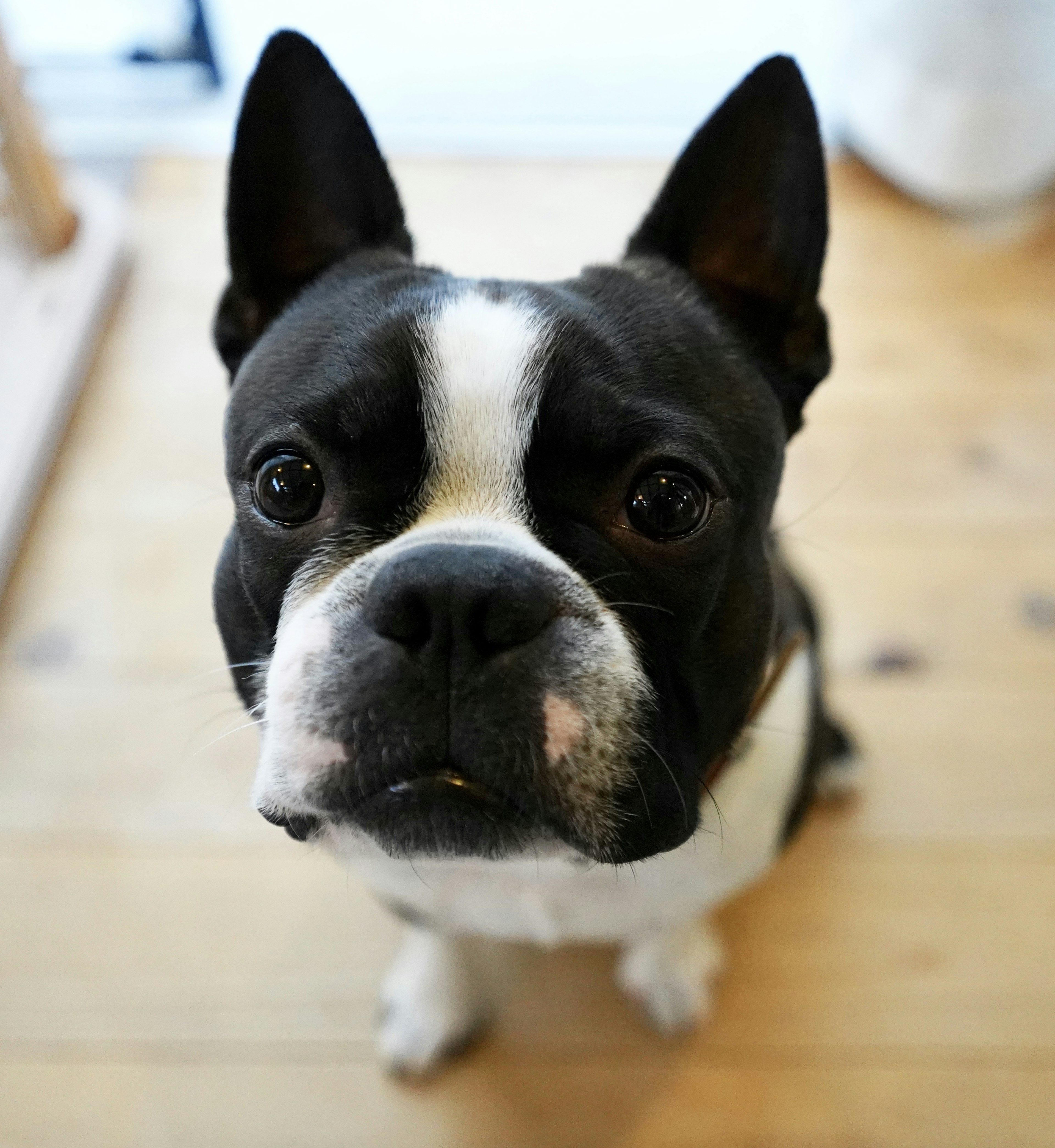 A black and white French Bulldog looking at the camera