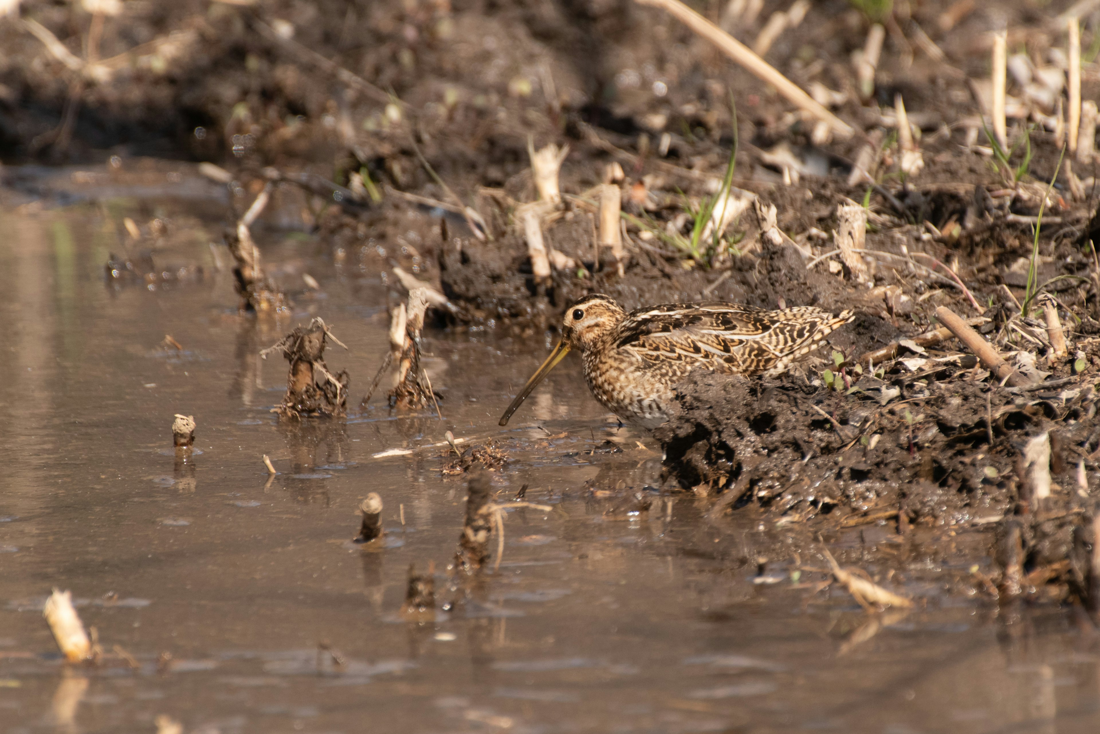 A water-adjacent creature resembling a snipe camouflaged in mud