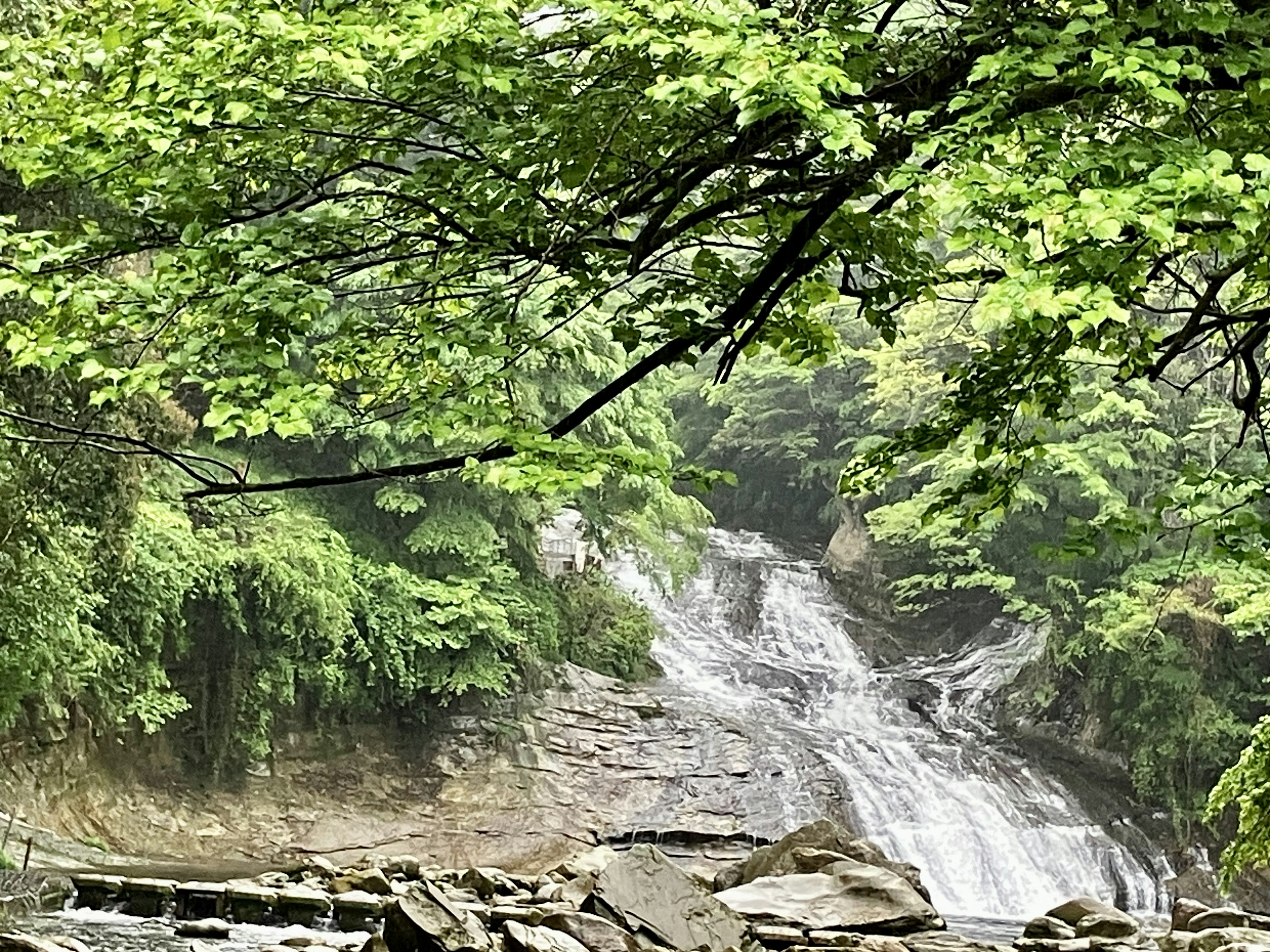 Chute d'eau entourée d'arbres verts luxuriants