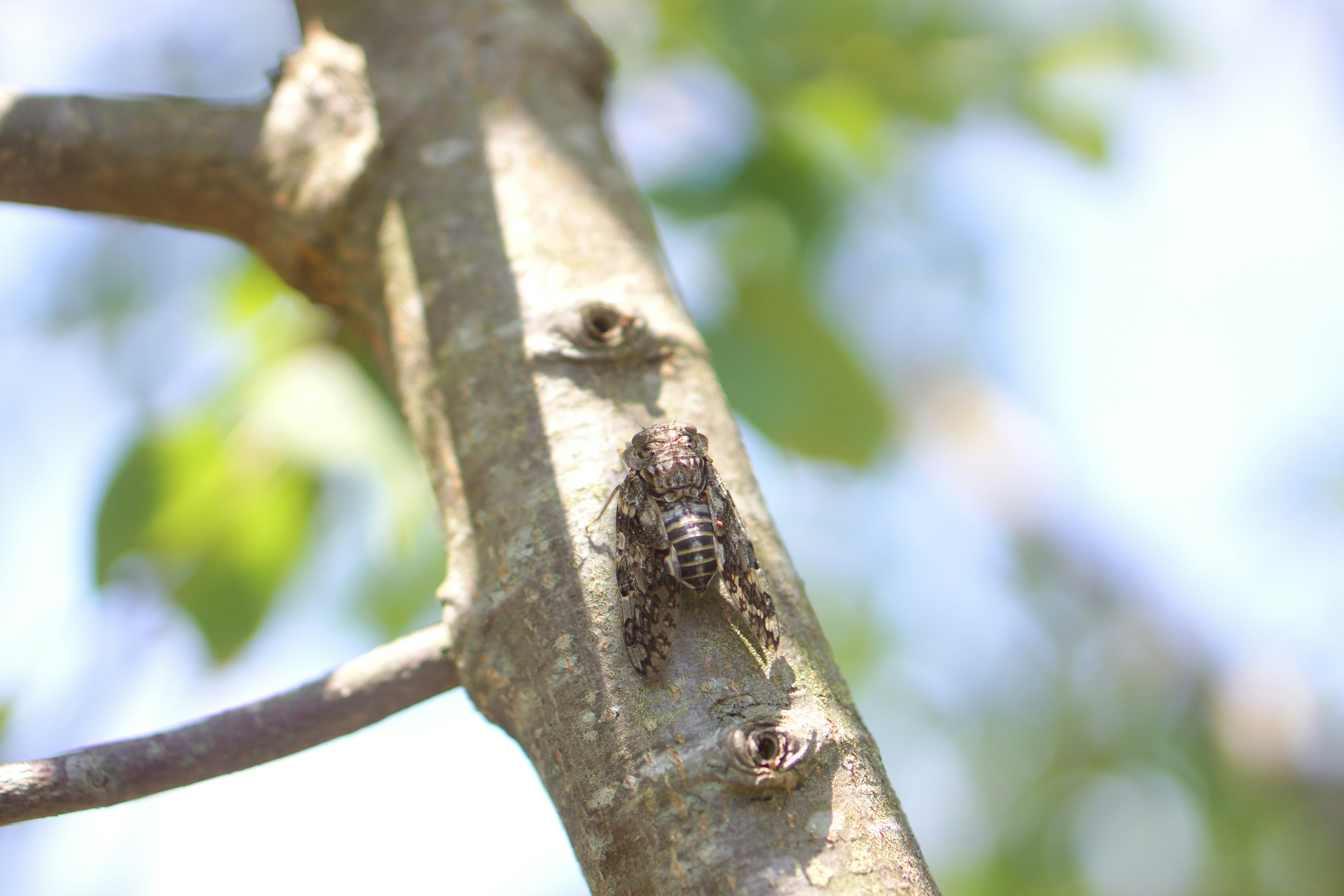 Insecto en un tronco de árbol con fondo de hojas verdes desenfocadas