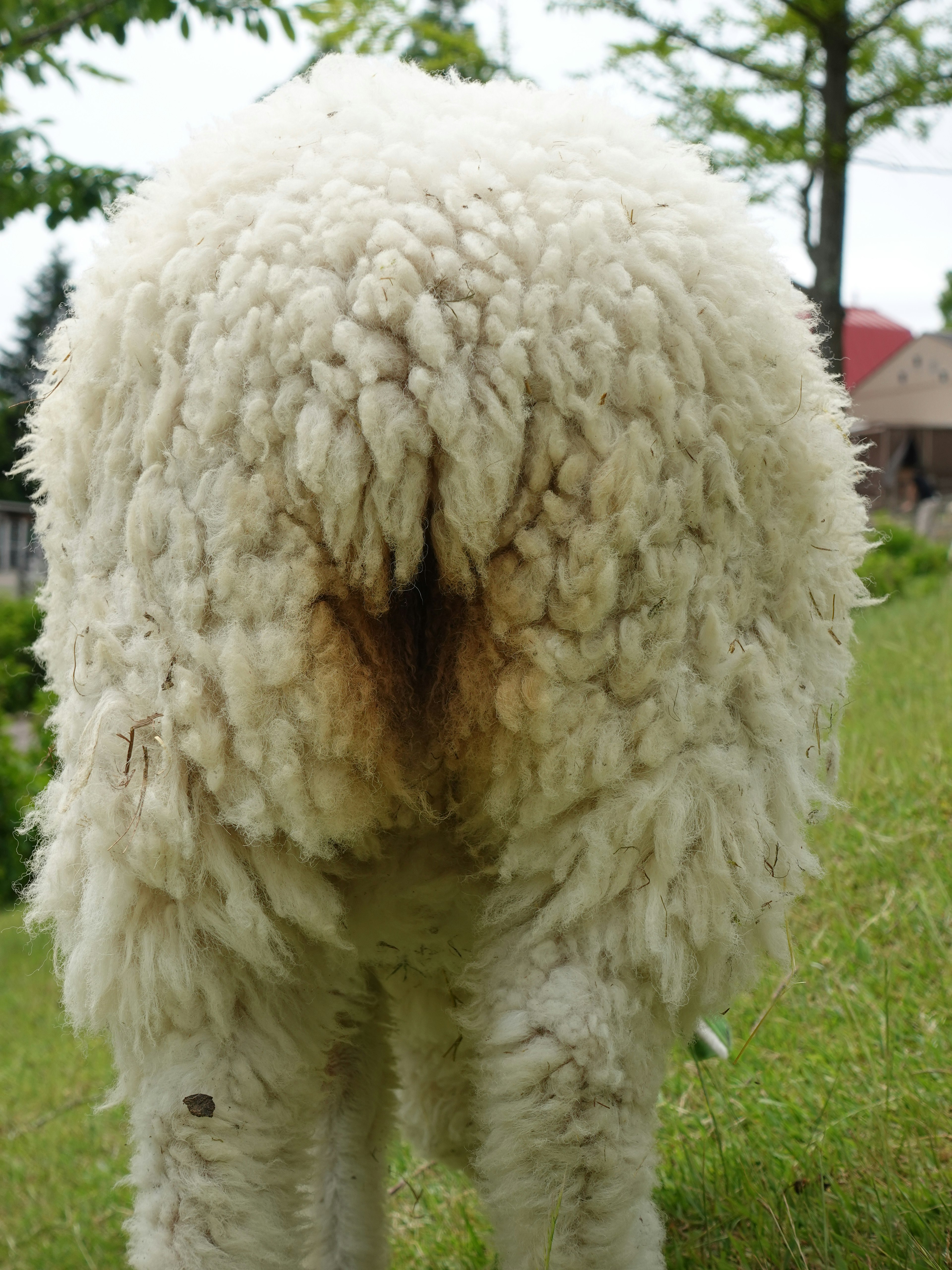 Vue arrière d'un mouton blanc duveteux se tenant sur l'herbe