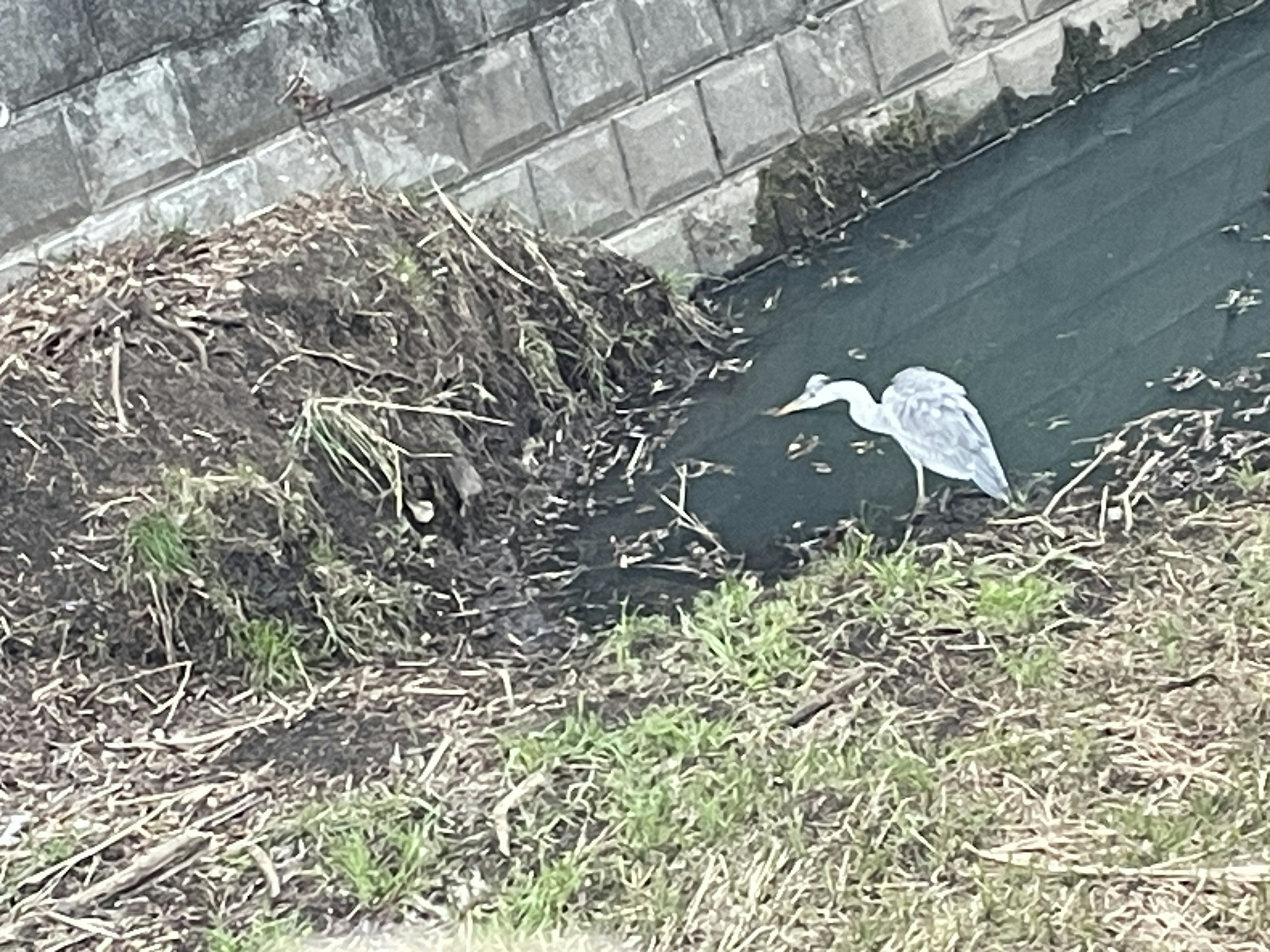 水辺に立つ白い鳥と周囲の草地