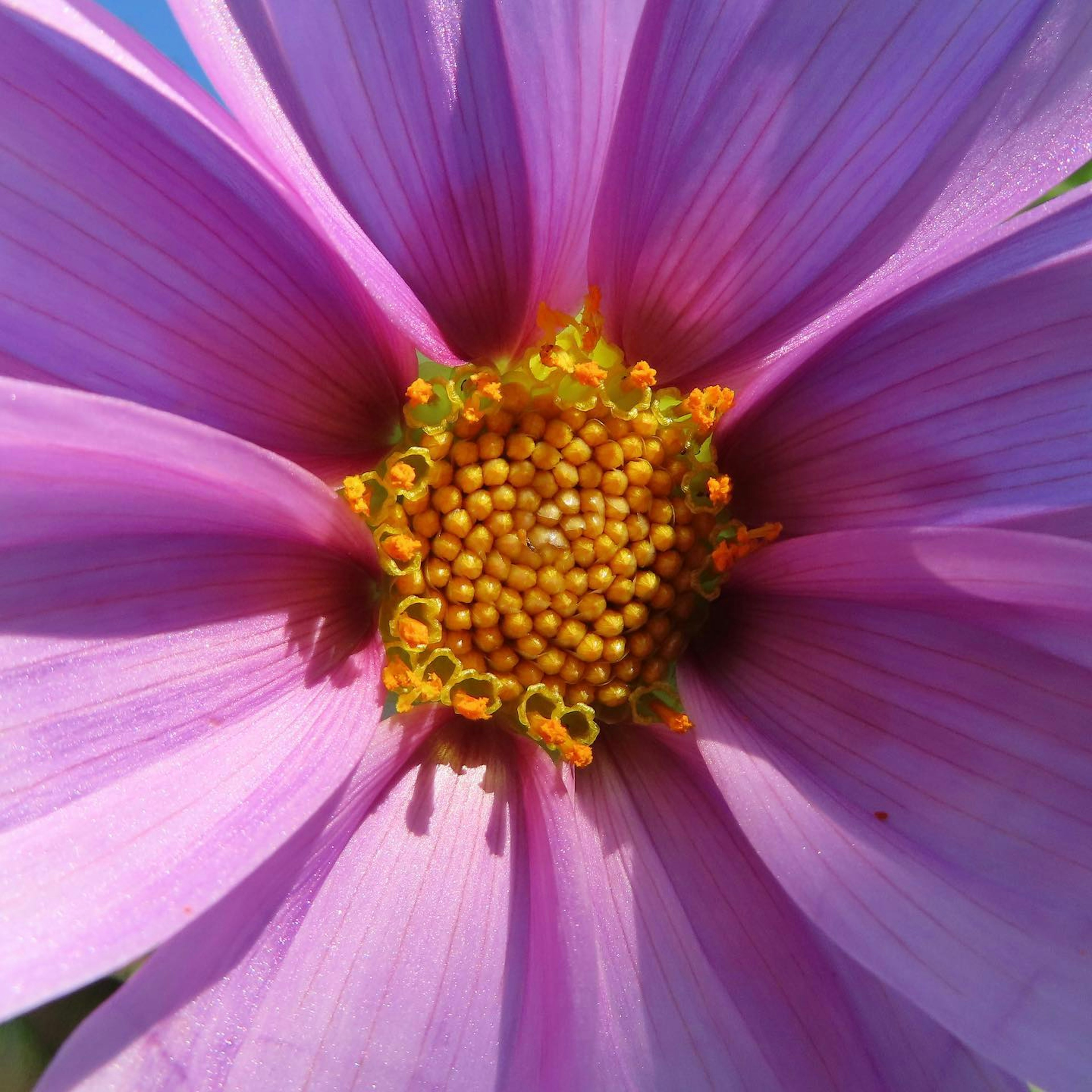 Primo piano di un fiore rosa vivace con stami e pistillo gialli