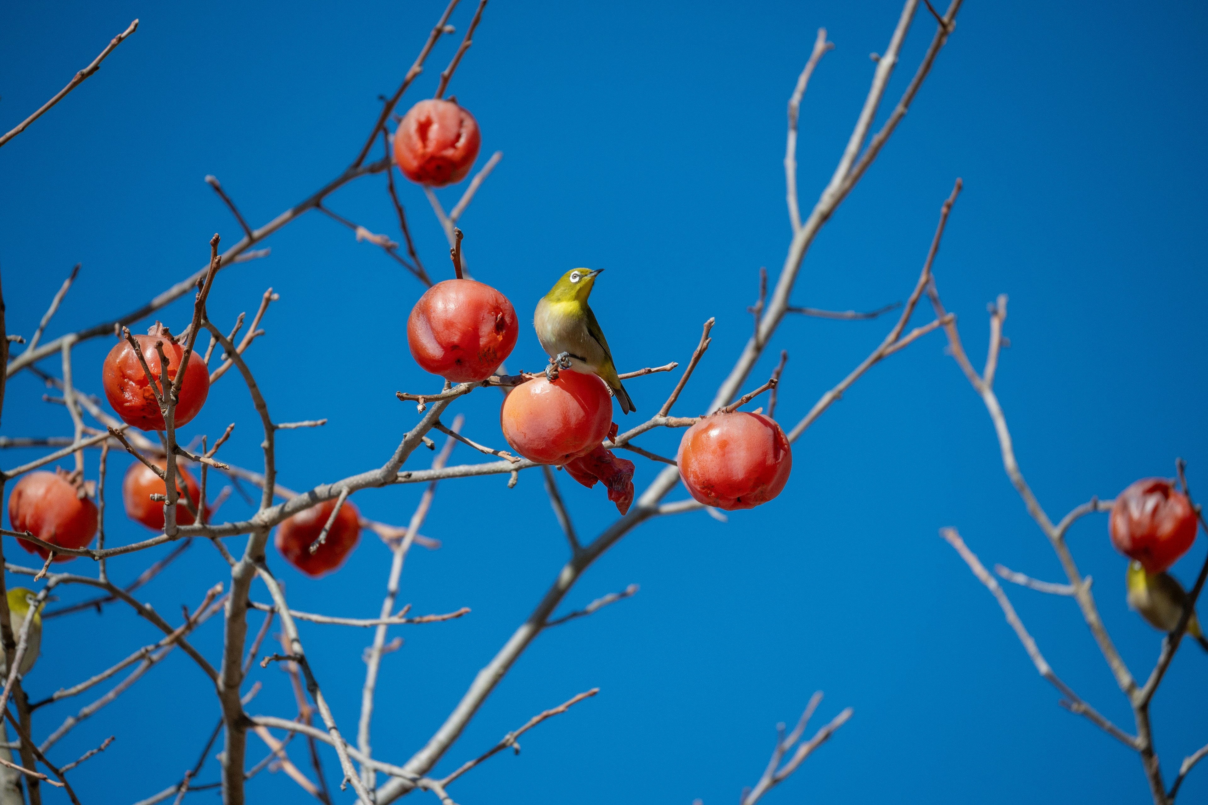 Un petit oiseau perché sur un arbre avec des fruits rouges sous un ciel bleu