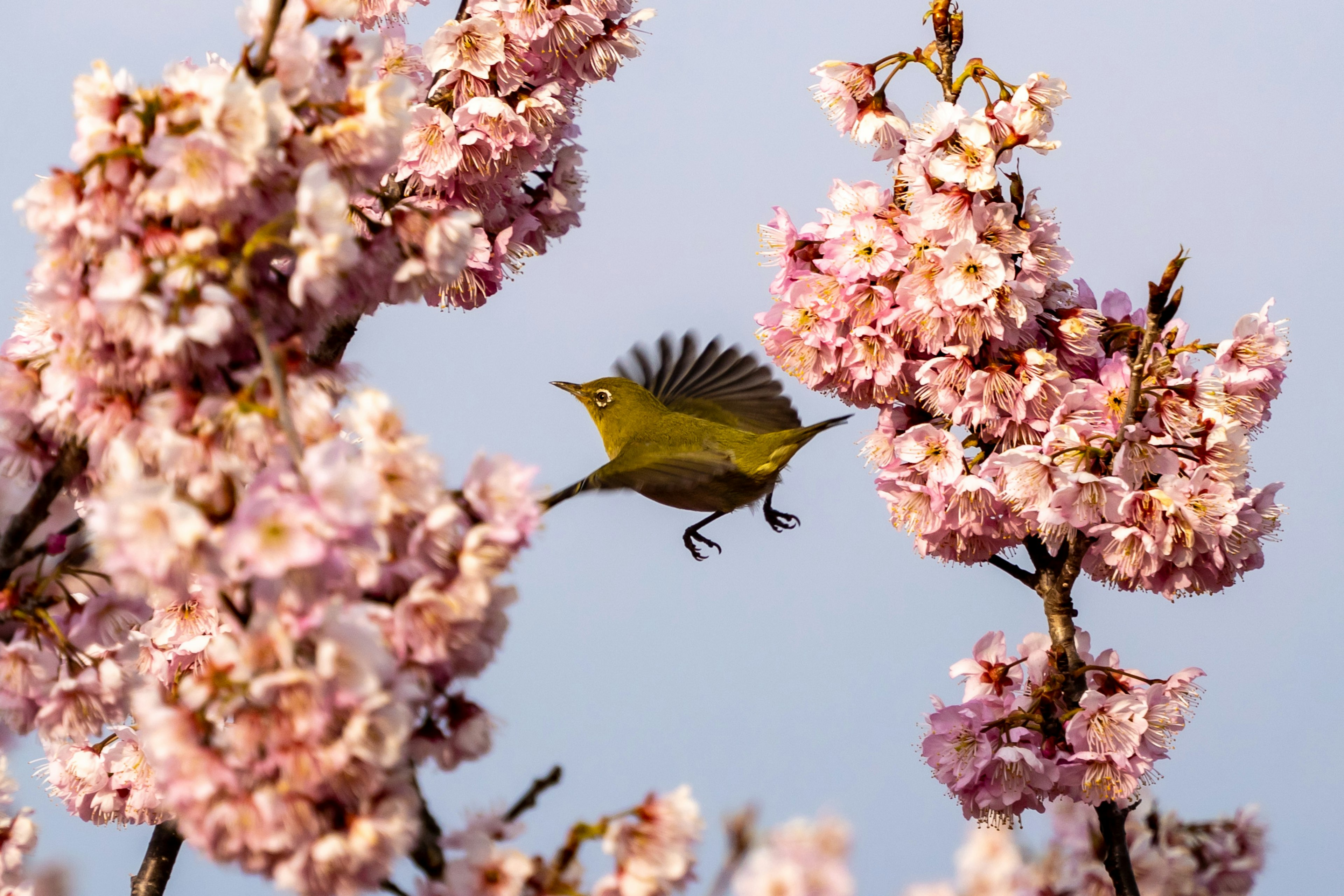 桜の花の間を飛んでいる小鳥の画像