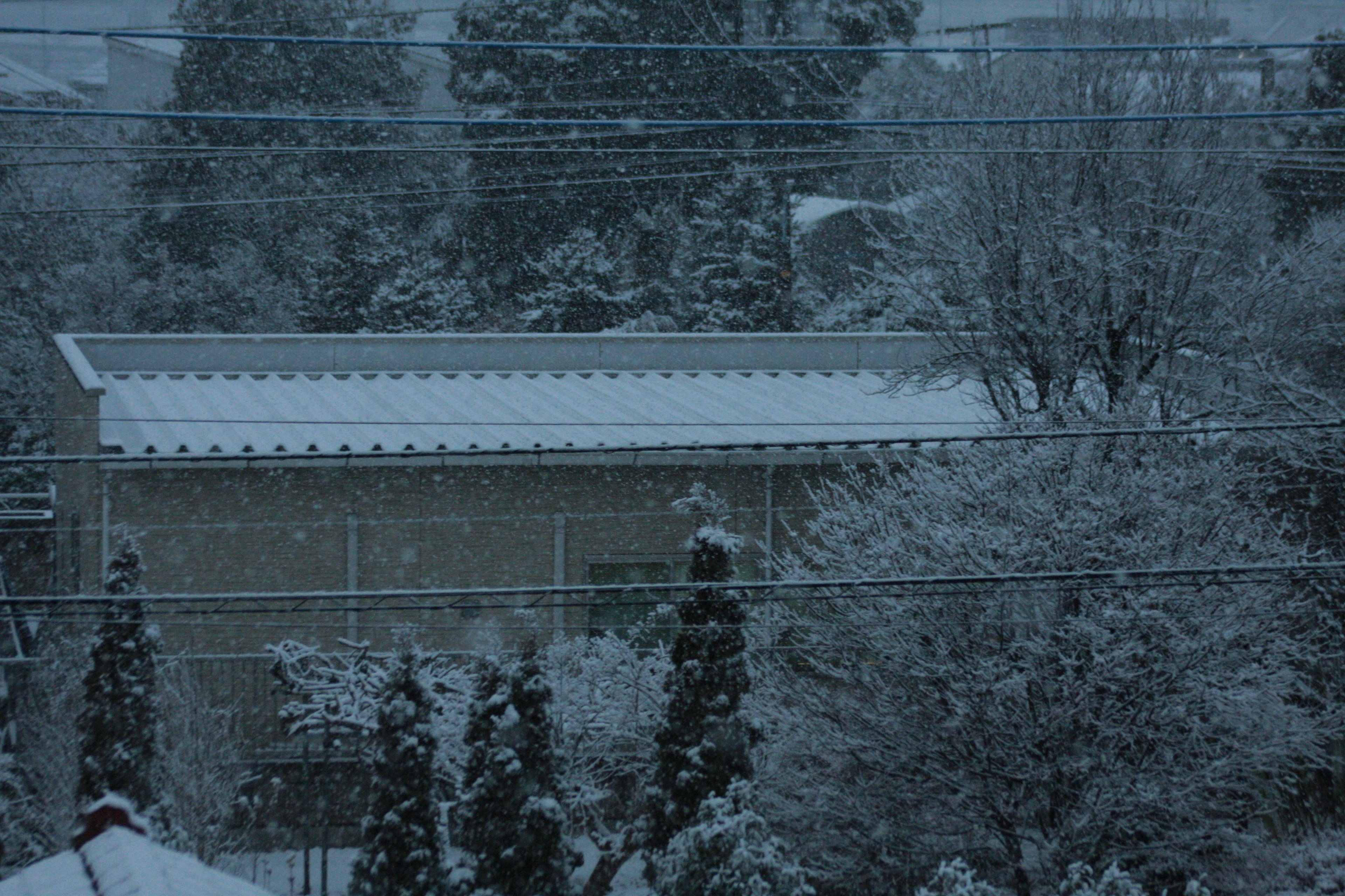 Escena invernal con edificio y árboles cubiertos de nieve