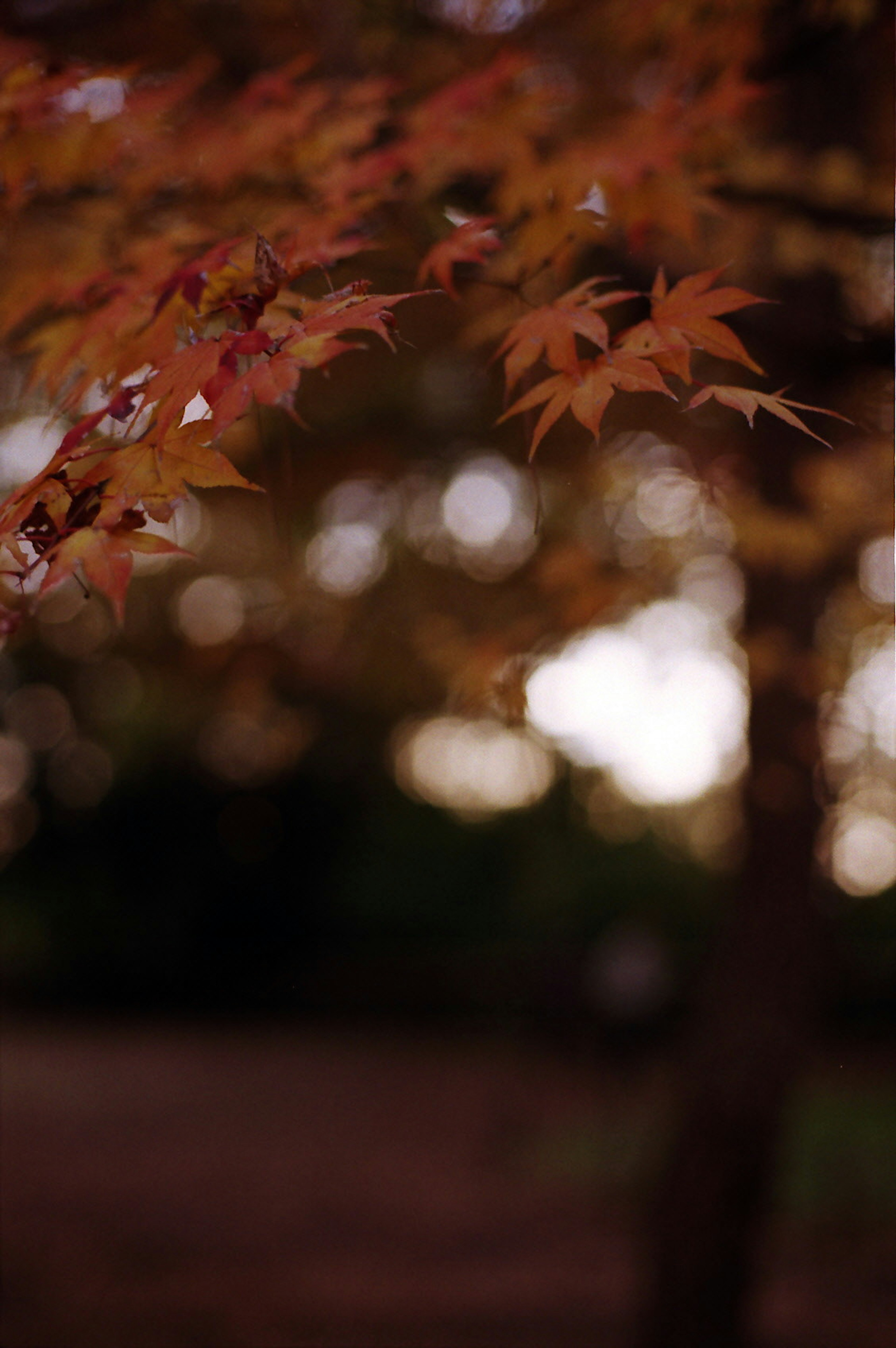 Feuilles d'automne vibrantes avec un arrière-plan flou