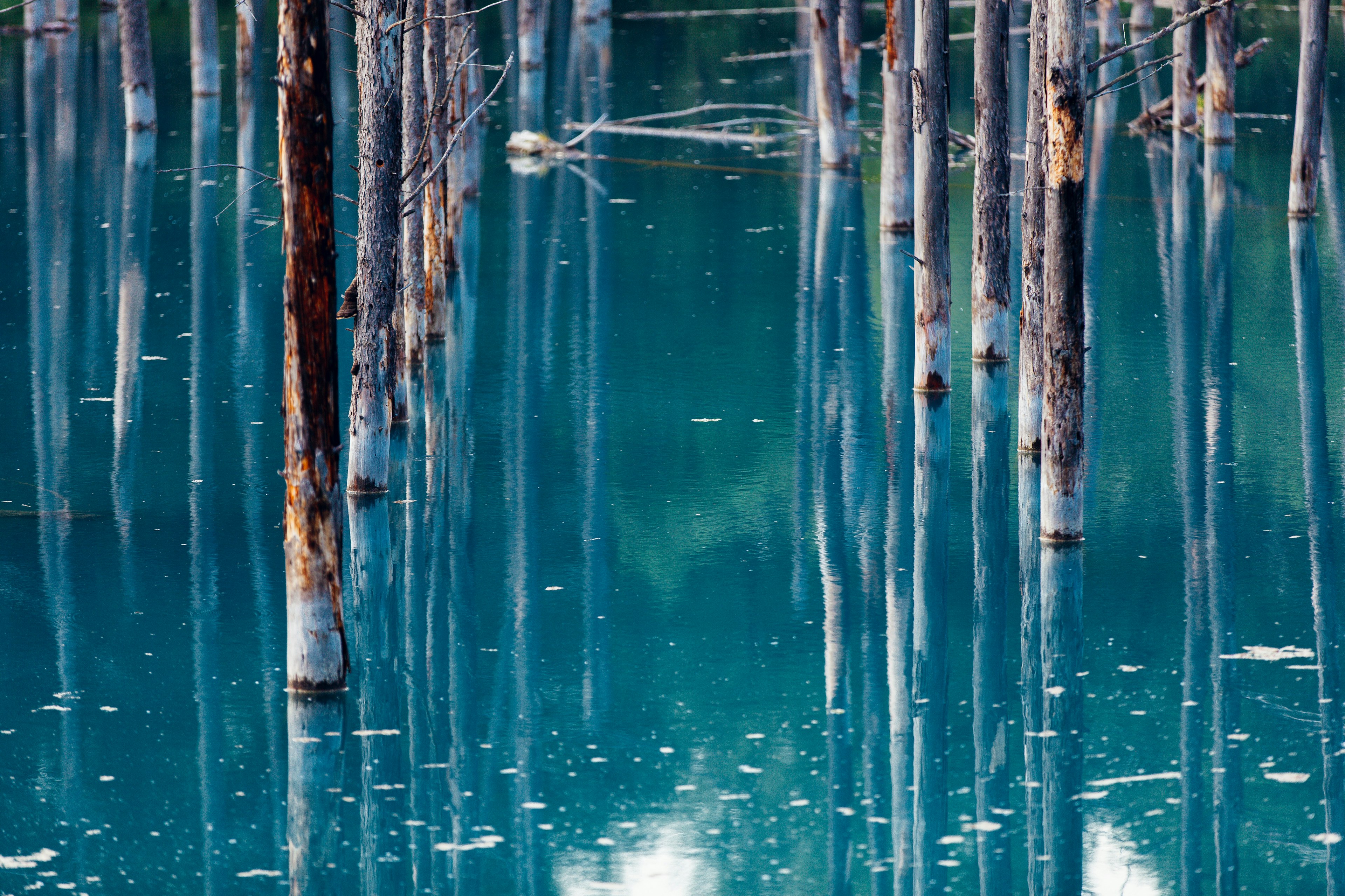 Thin tree trunks reflected in turquoise water