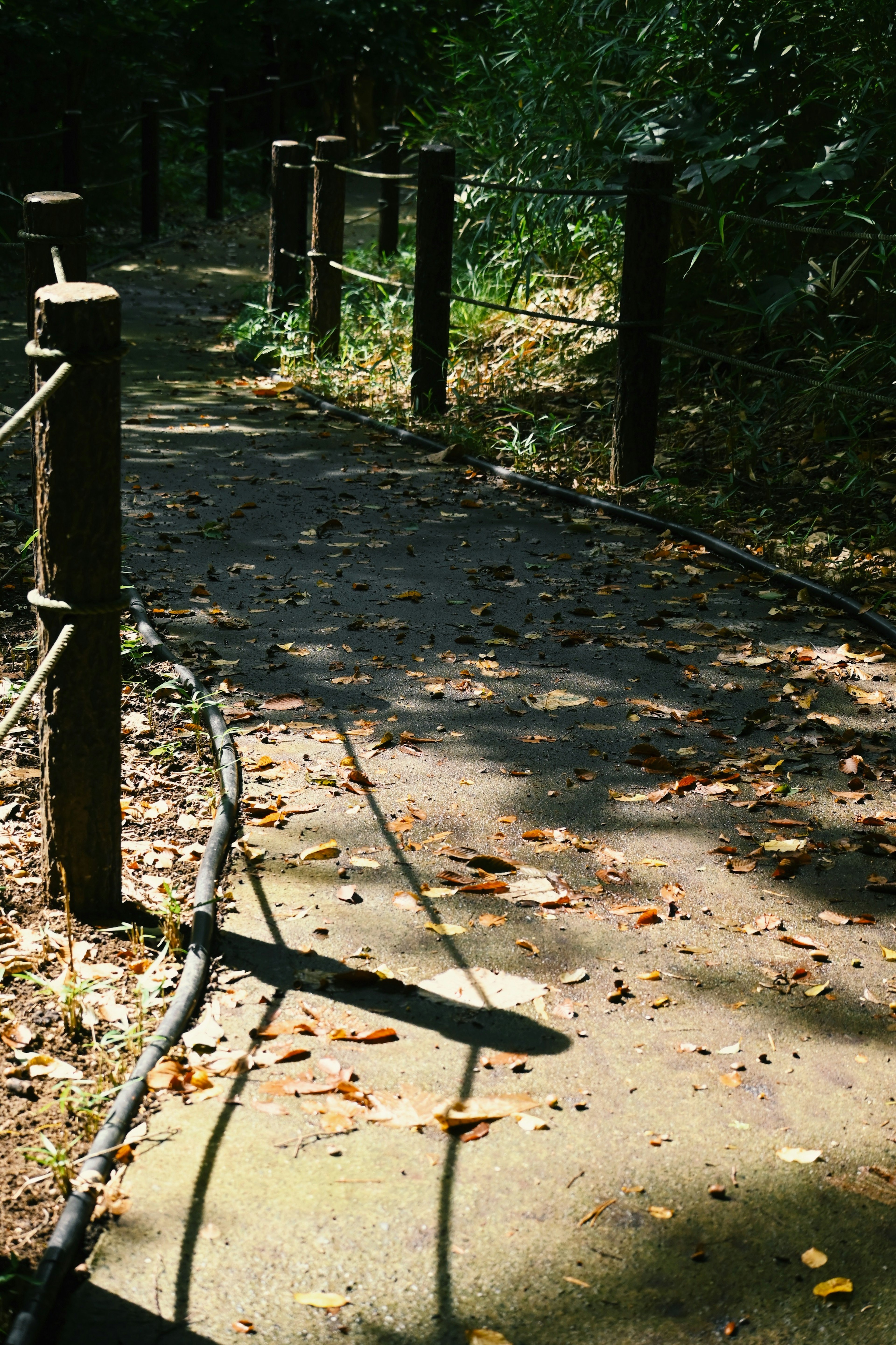 Paved walkway bordered by wooden posts with scattered leaves