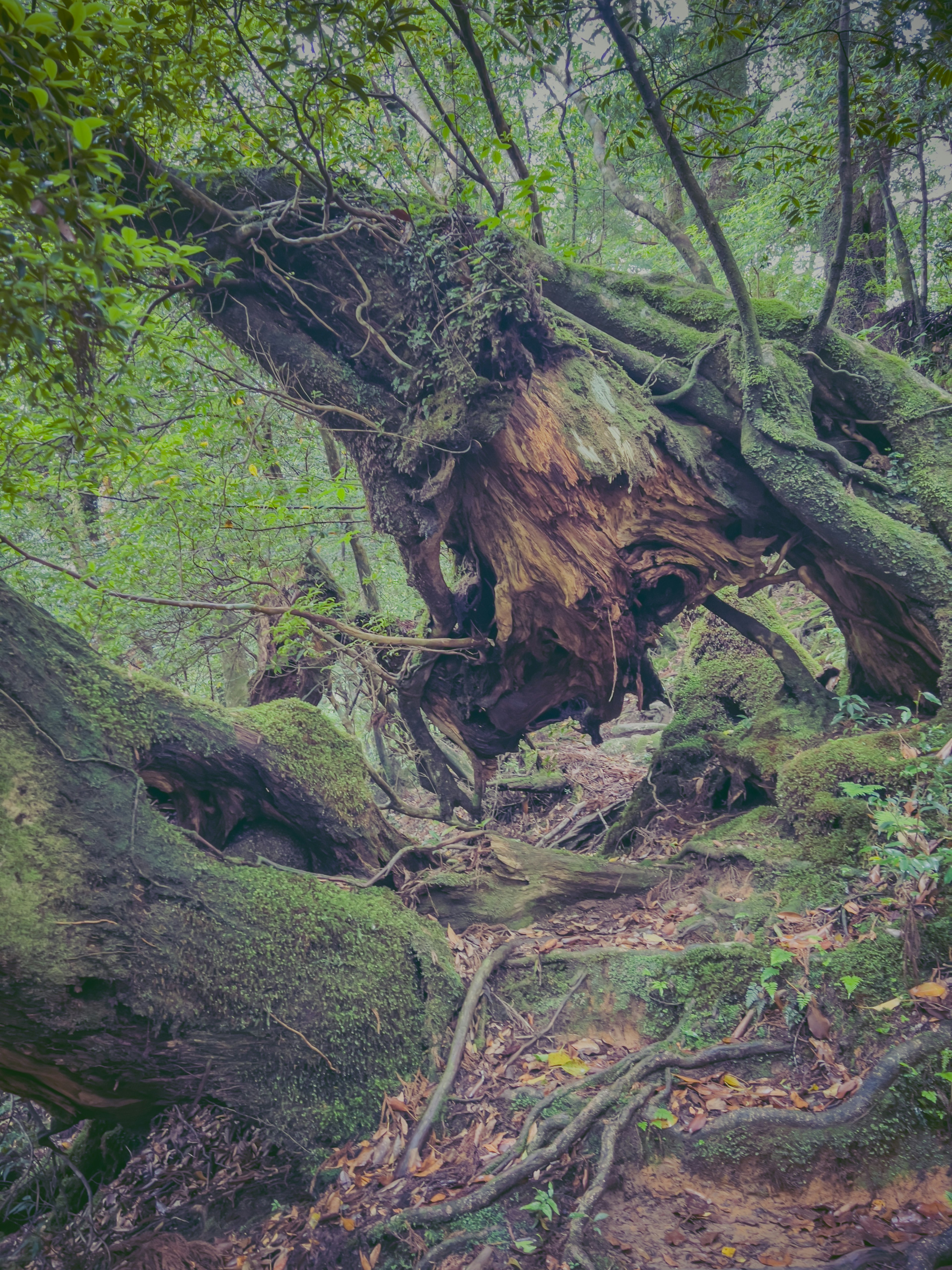 Un albero antico caduto con radici esposte in una foresta verdeggiante