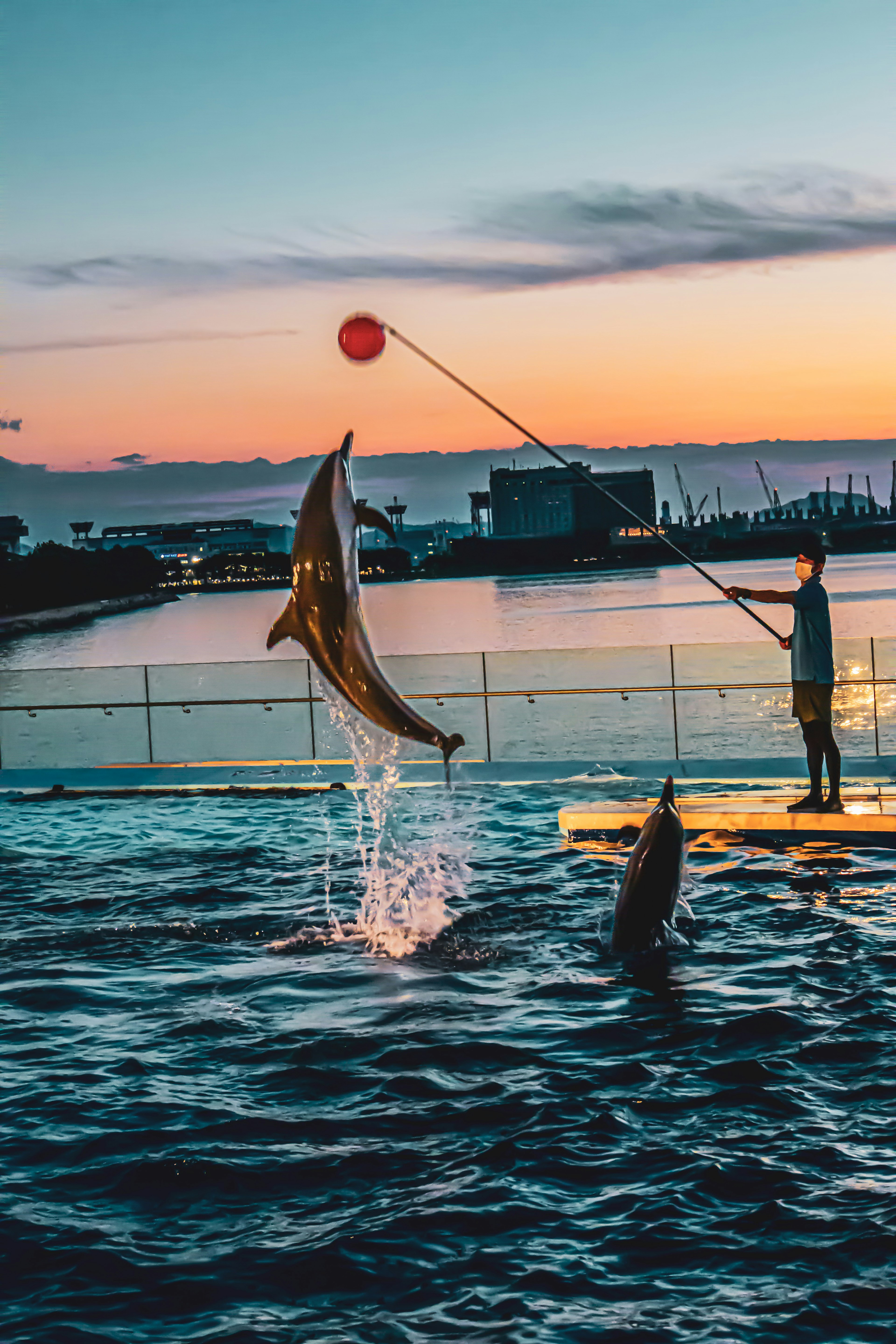 夕暮れの水面でジャンプするイルカと赤いボールを持つトレーナー