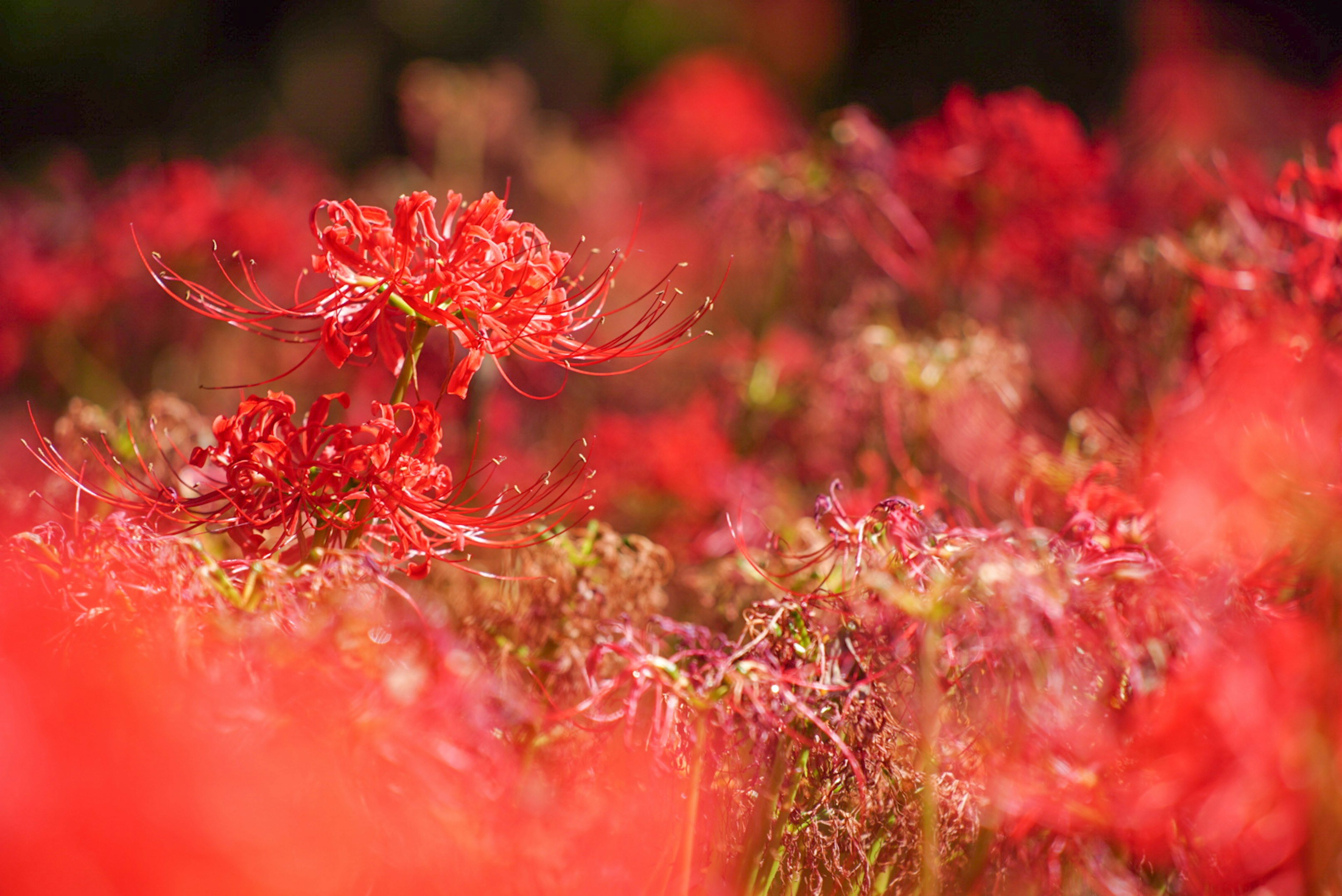 A field of vibrant red spider lilies in bloom