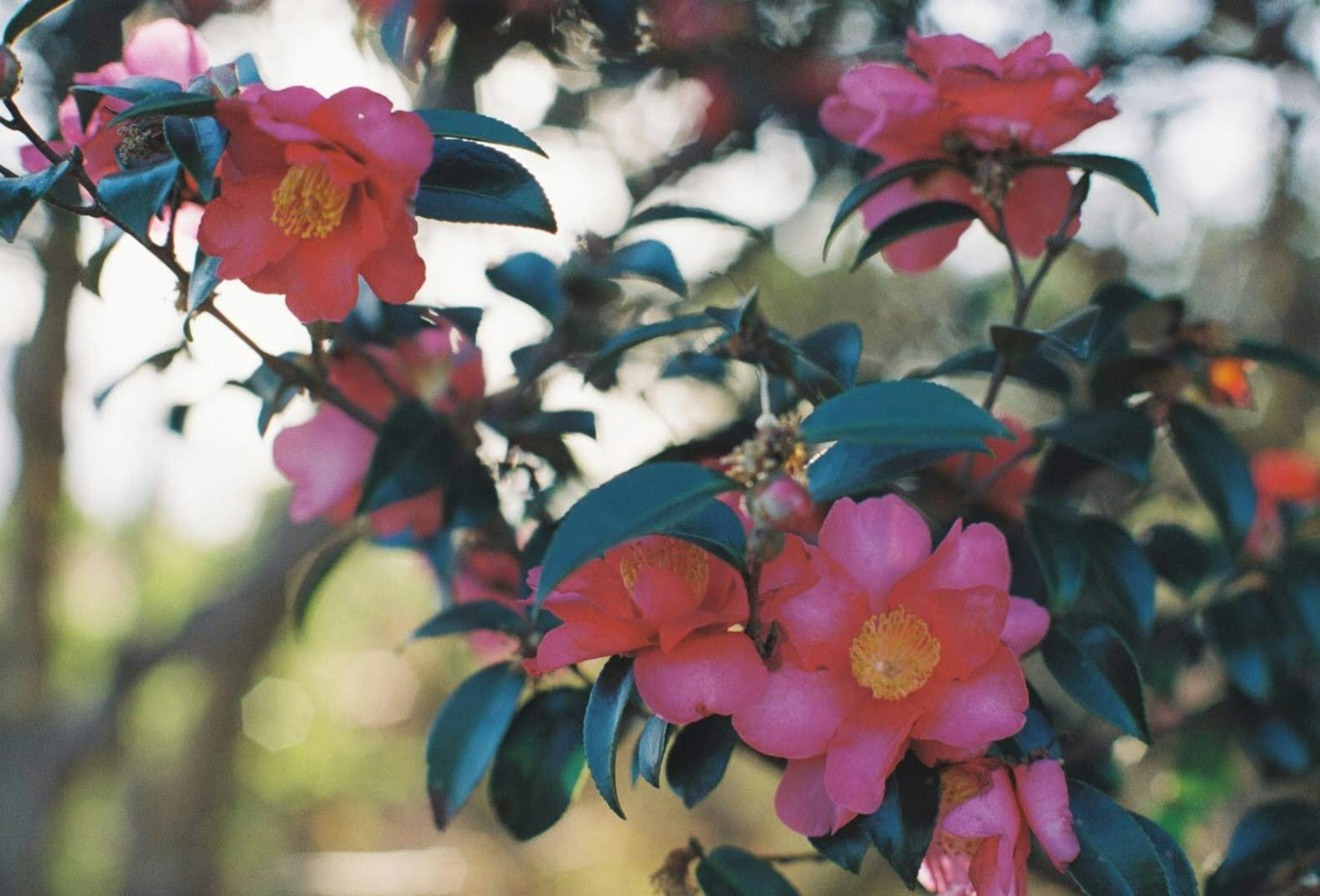 Fiori di camelia rosa vivace con foglie verdi su un ramo