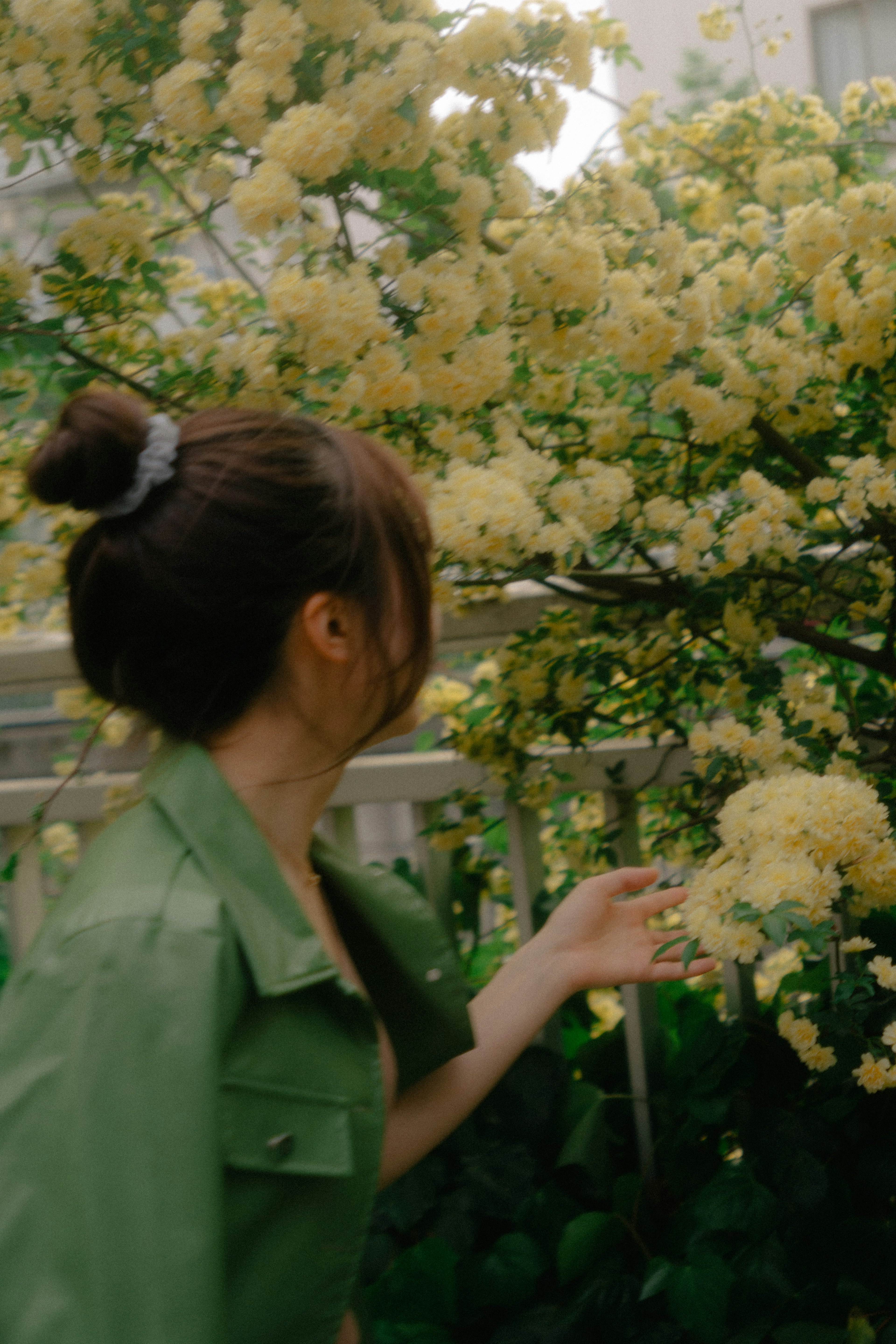 女性伸手觸摸一棵開黃色花的樹