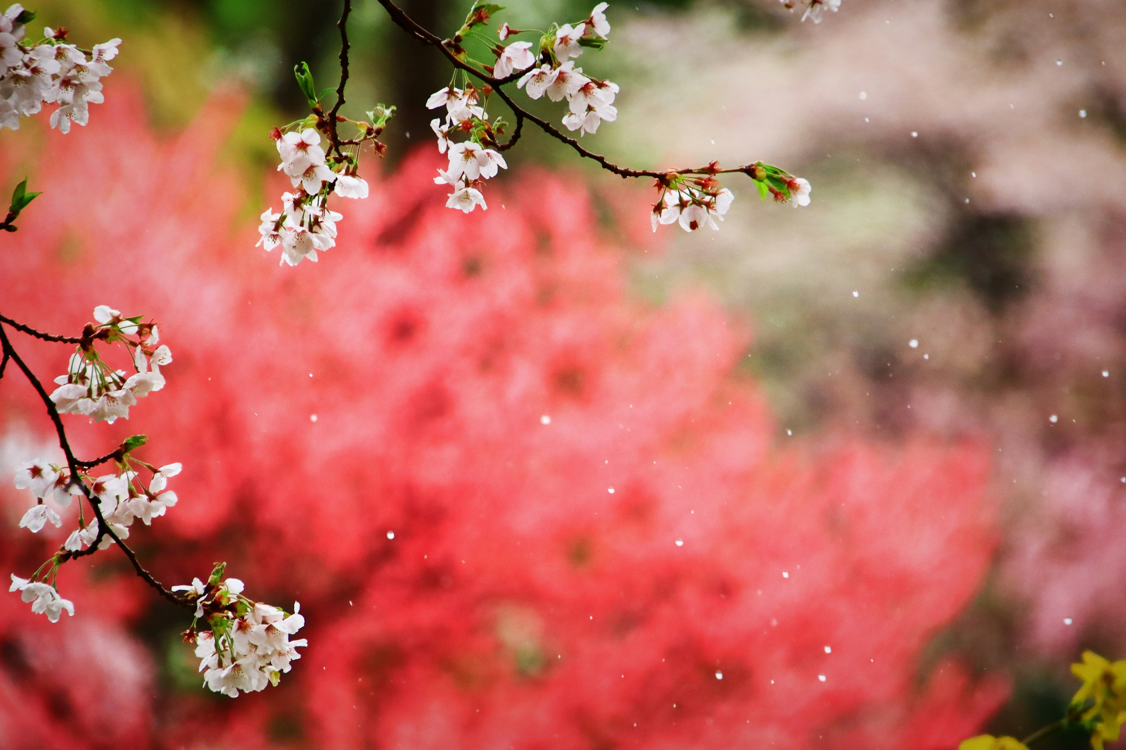 Cherry blossoms on branches with a pink blurred background