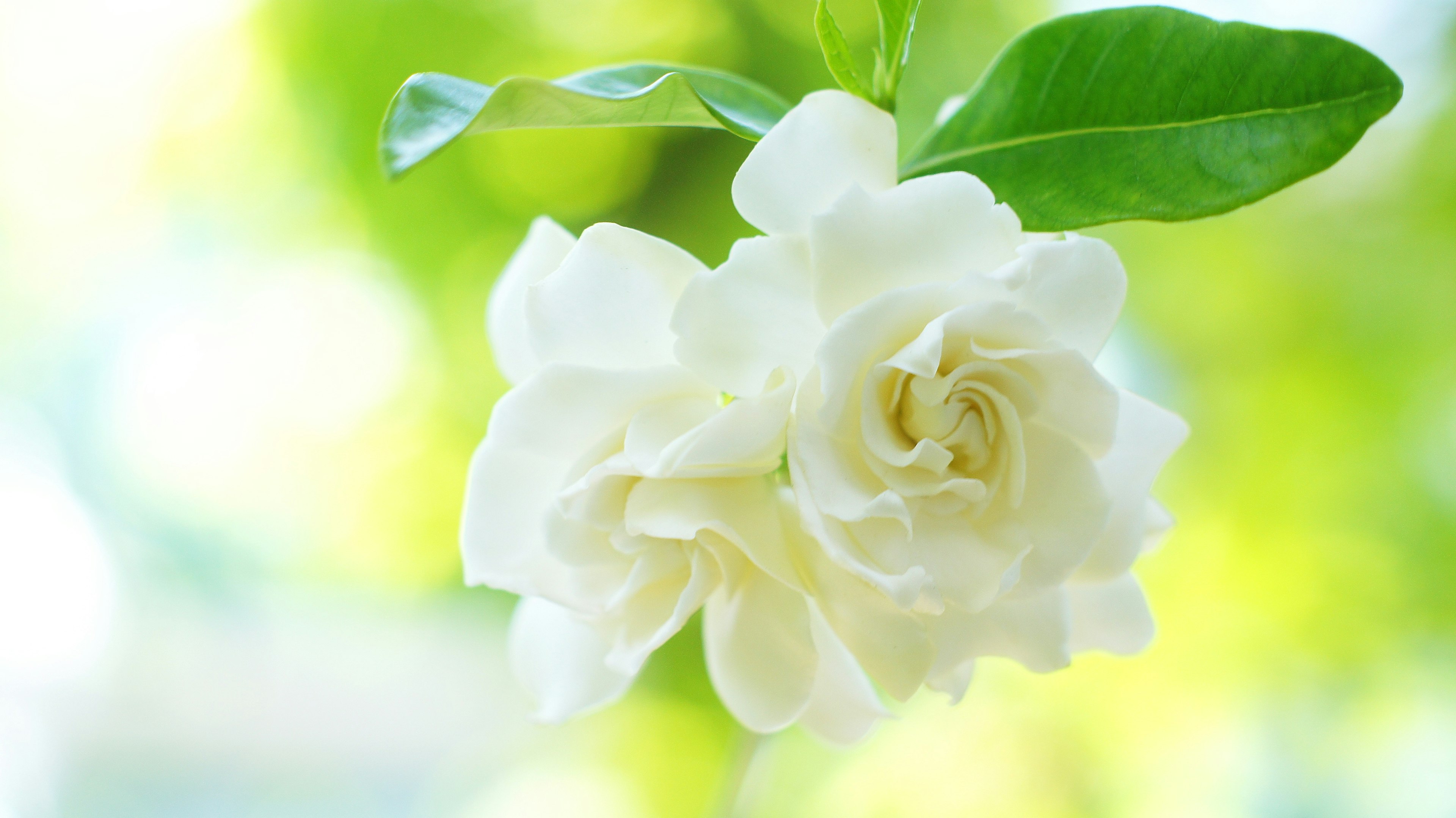 Nahaufnahme einer weißen Gardenienblüte mit grünen Blättern