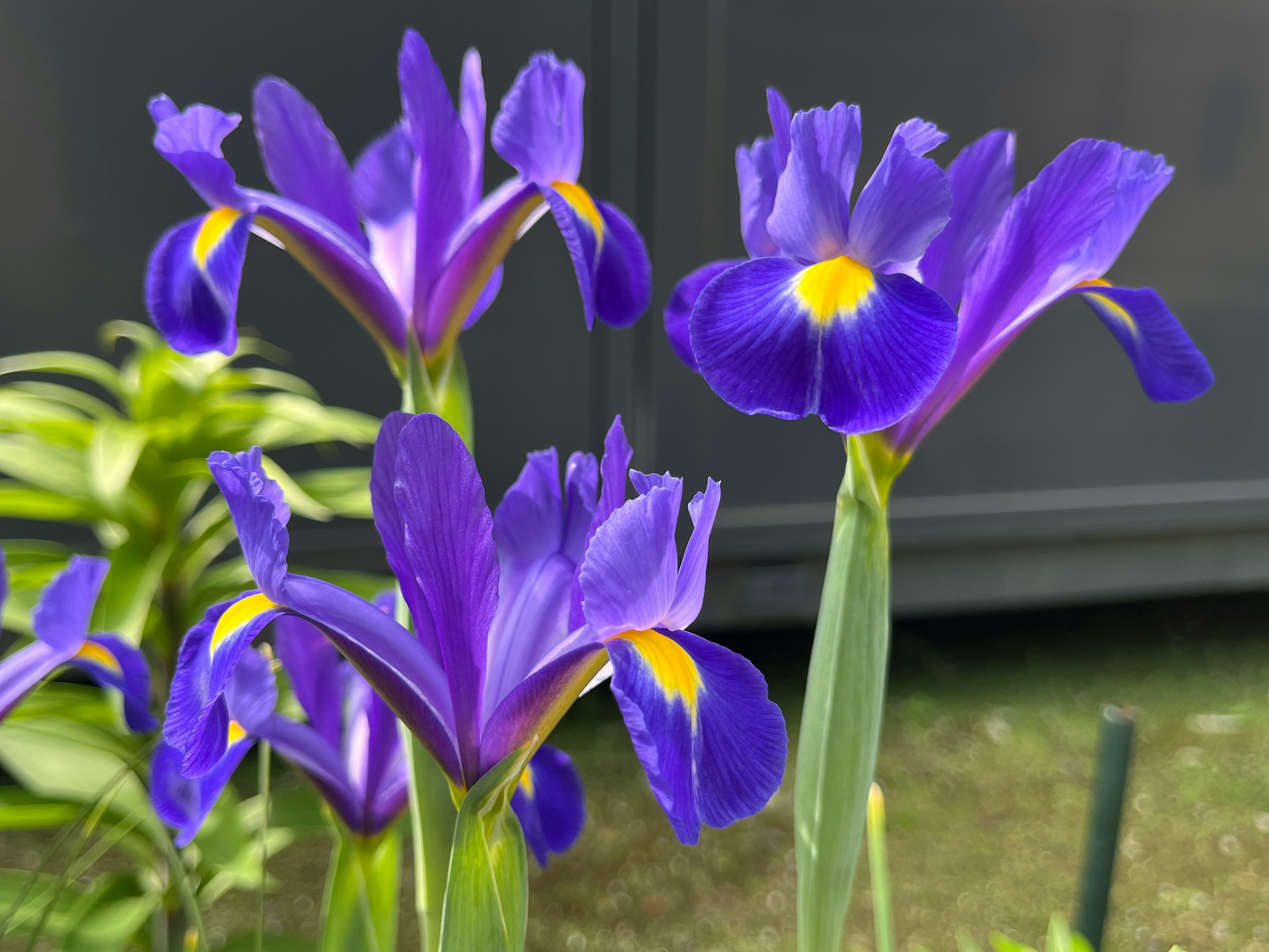 鮮やかな紫色のアイリスの花が咲いている