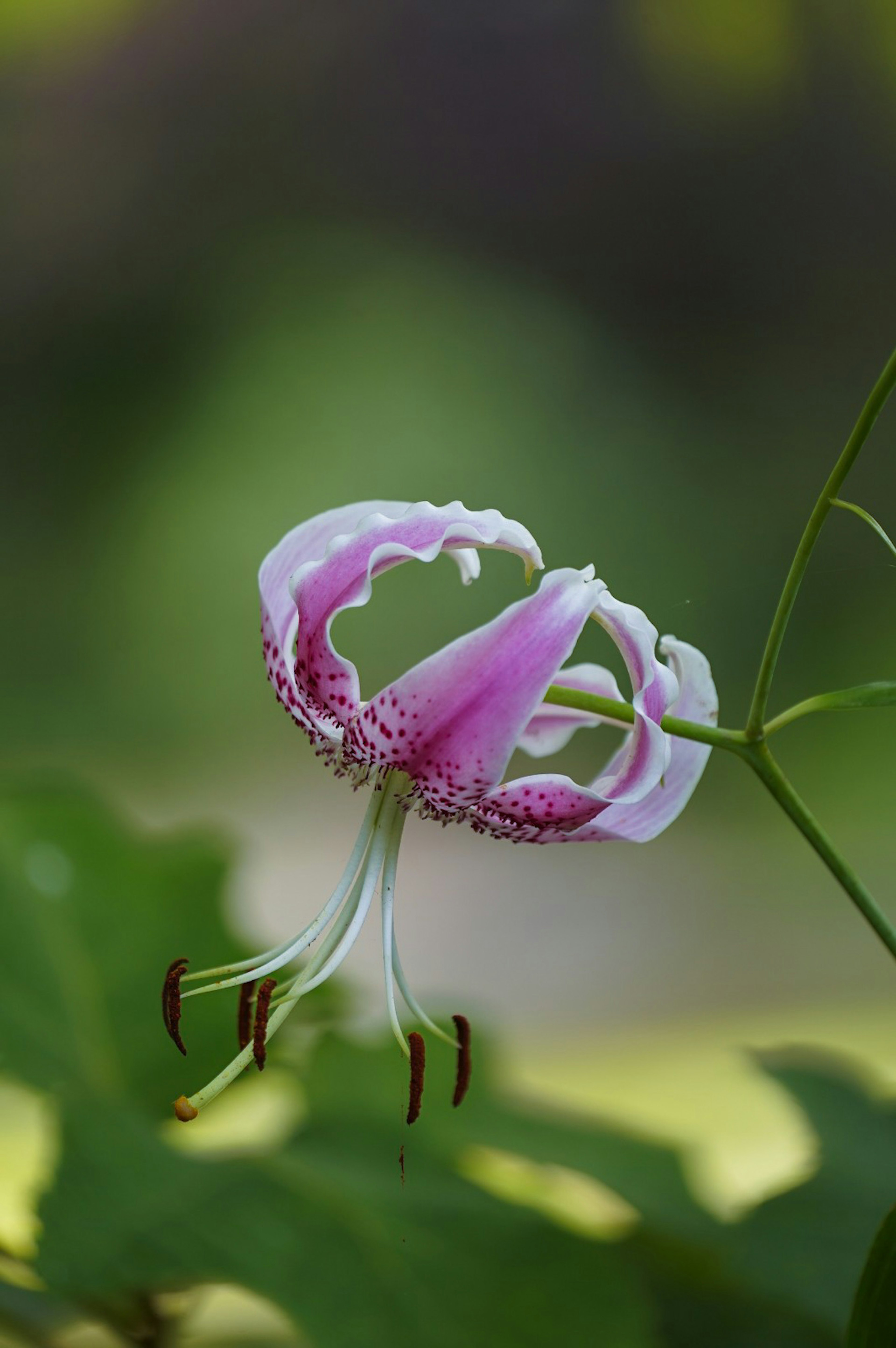 Close-up of a lily flower with beautiful pink and white petals