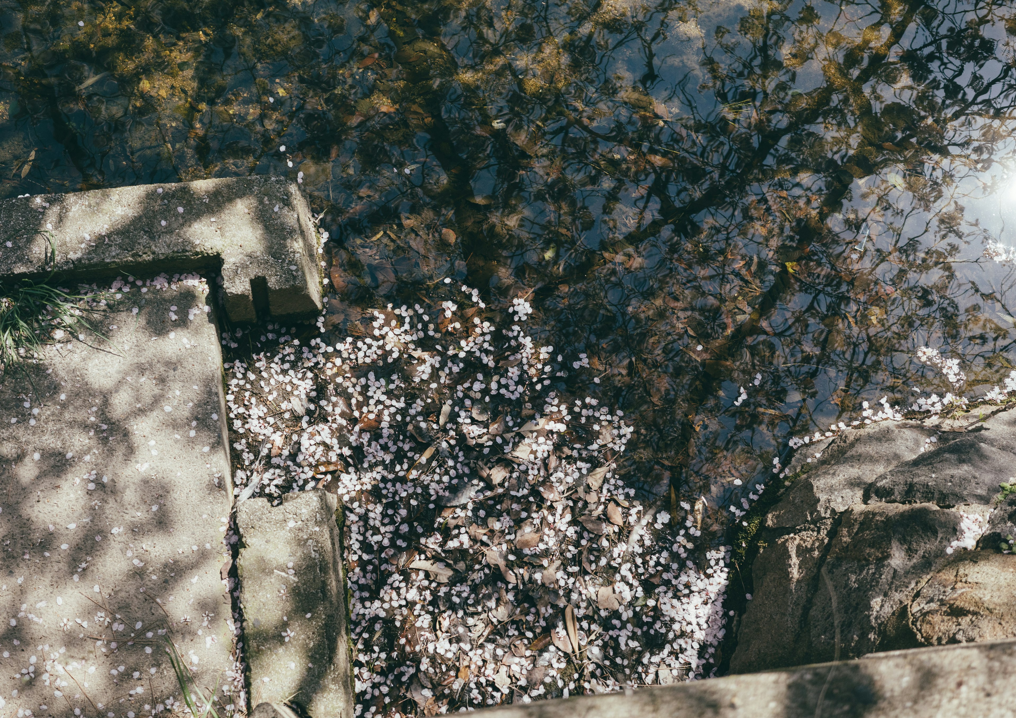 Petali galleggianti sull'acqua con ombre di gradini in pietra