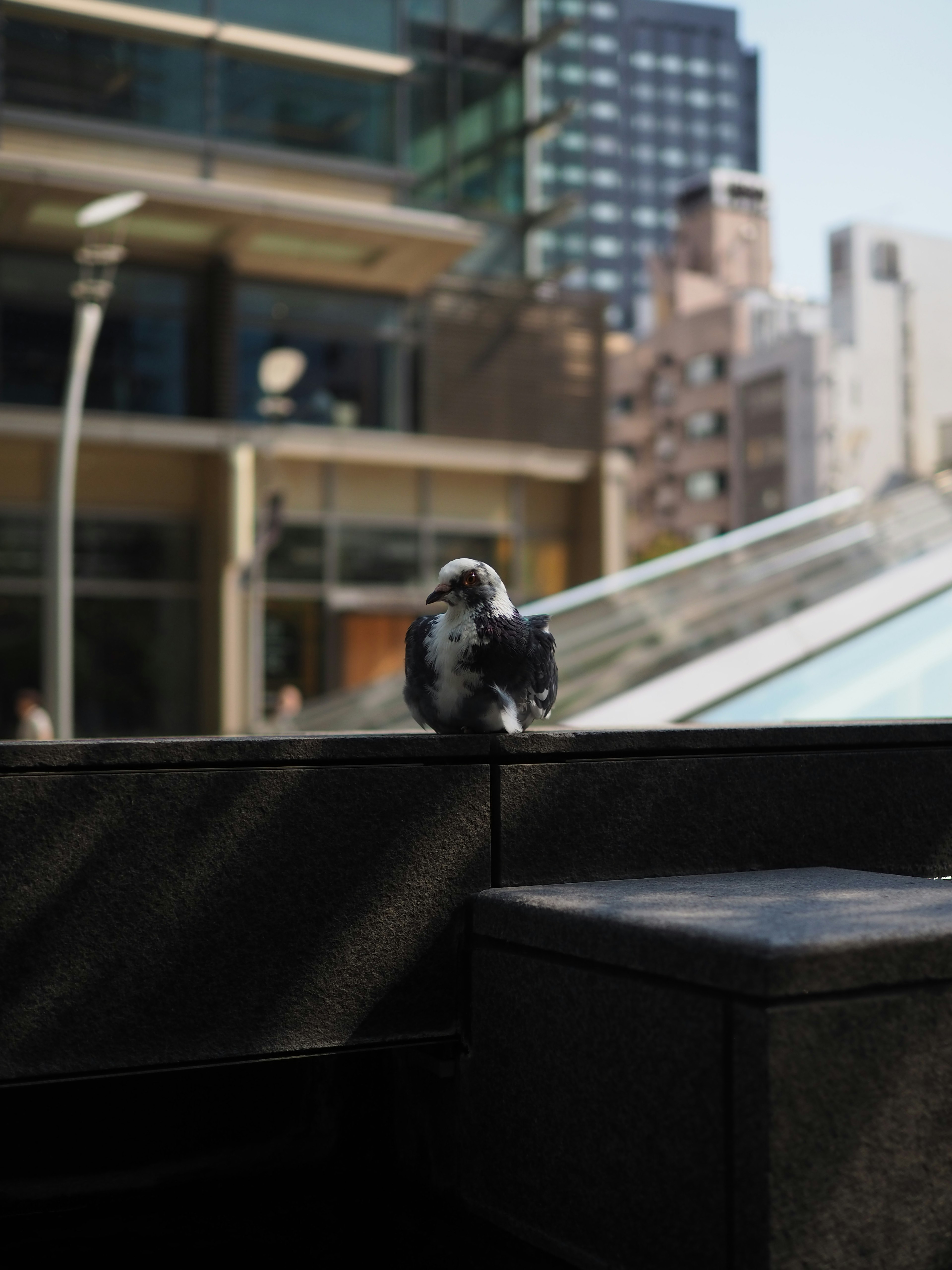 A small bird perched on a bench with city buildings in the background