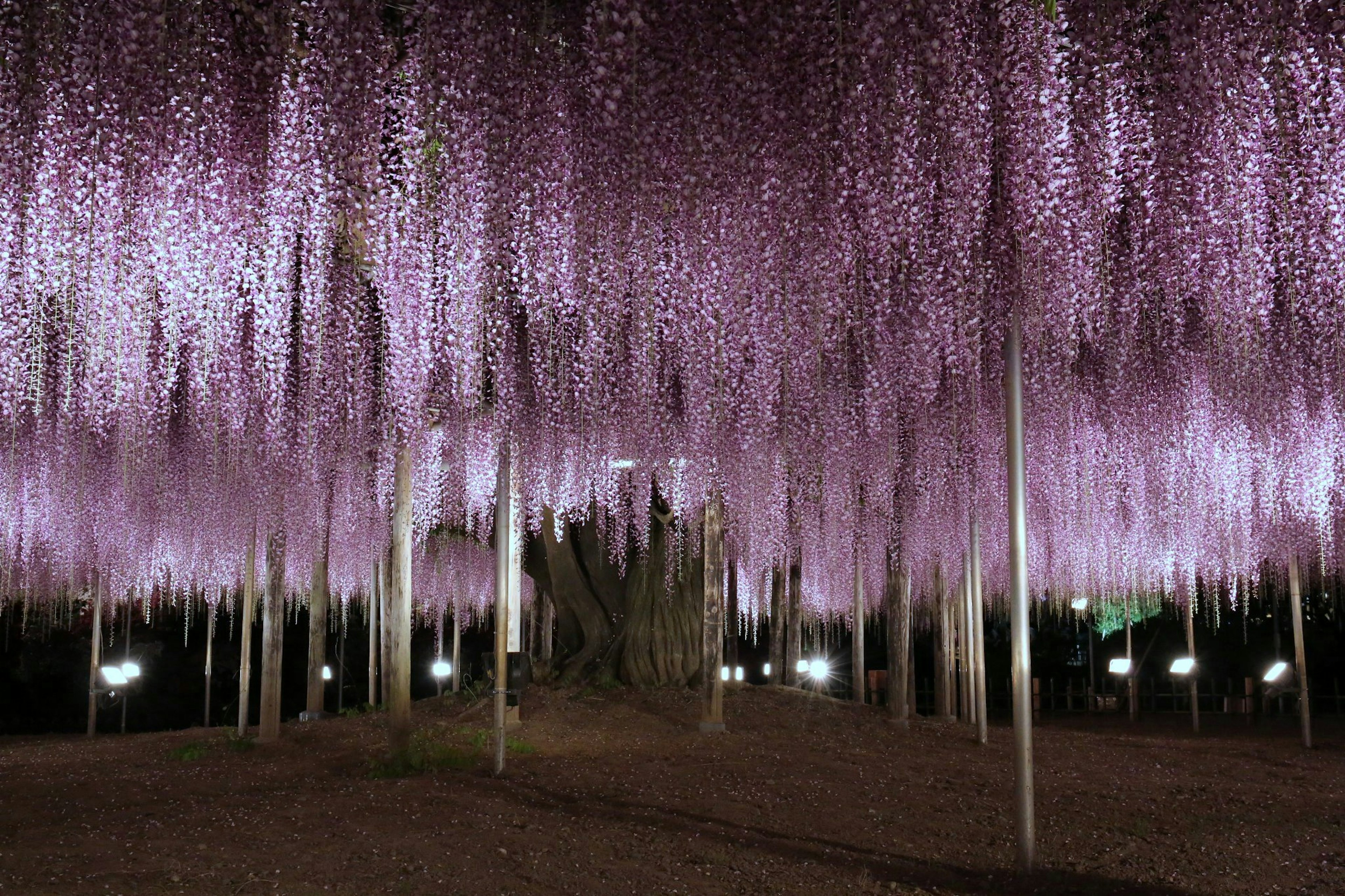 Une magnifique exposition de fleurs de glycine violettes suspendues