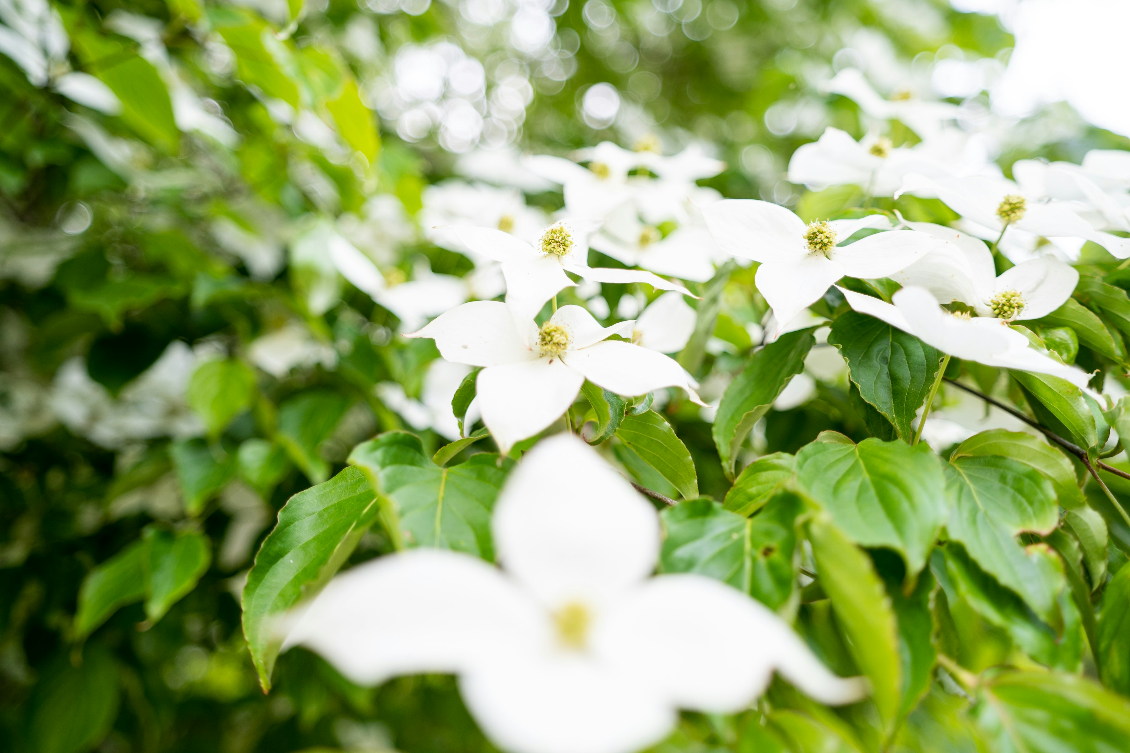 Nahaufnahme von weißen Blumen umgeben von grünen Blättern