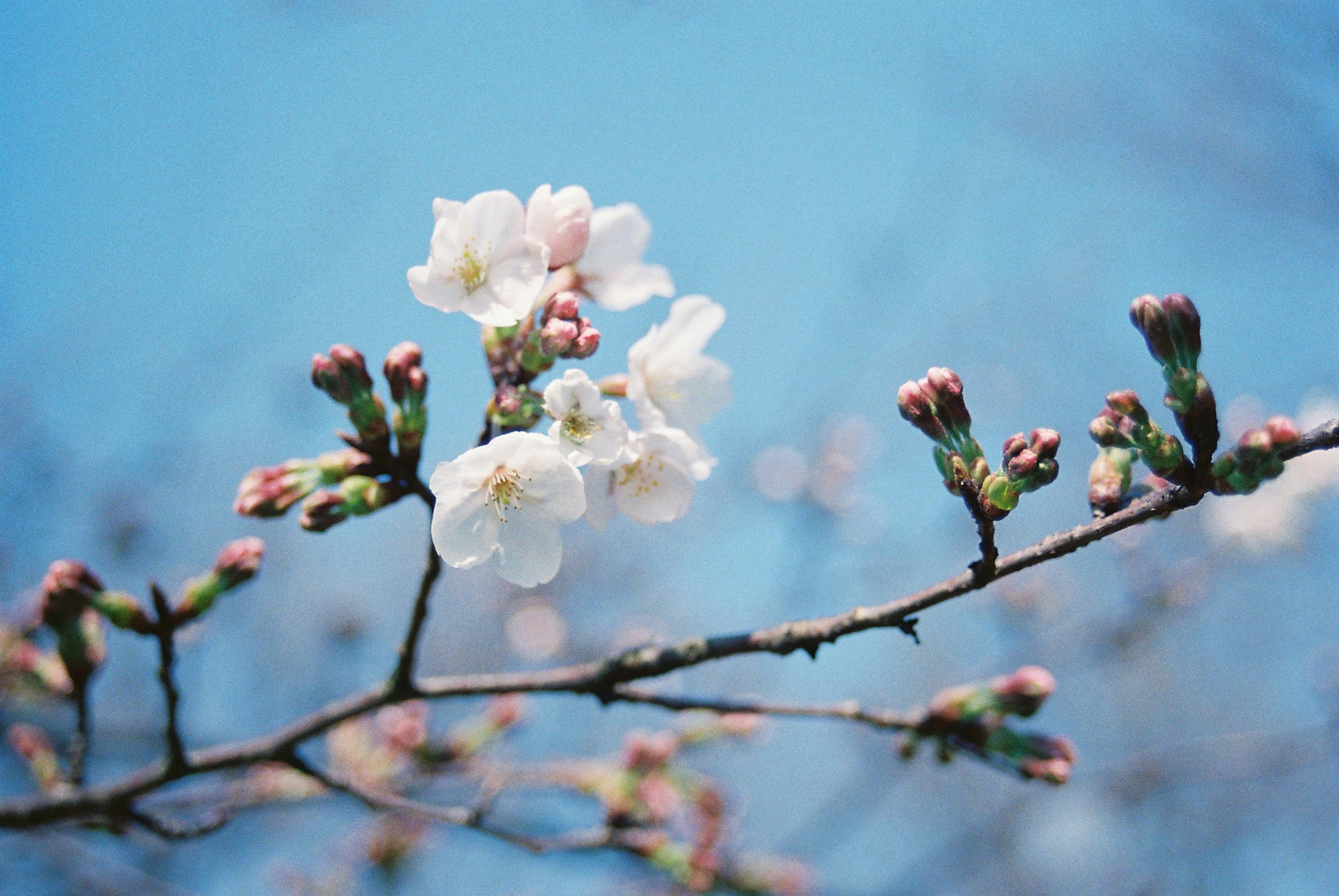 Cherry blossom branch with pink buds and white flowers under blue sky