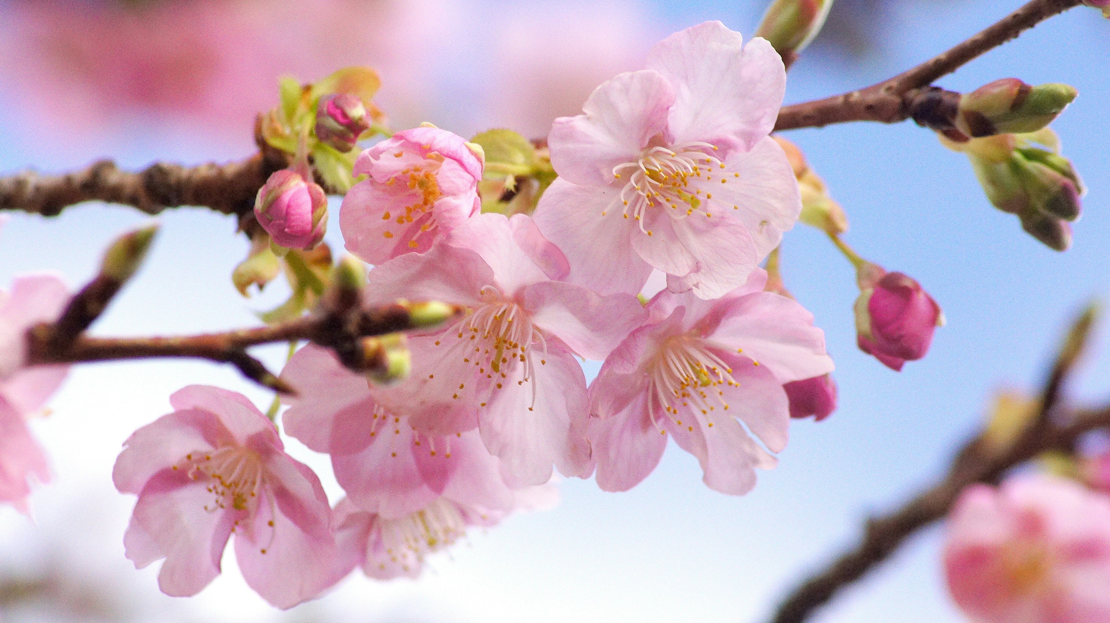 Kedekatan bunga sakura di cabang