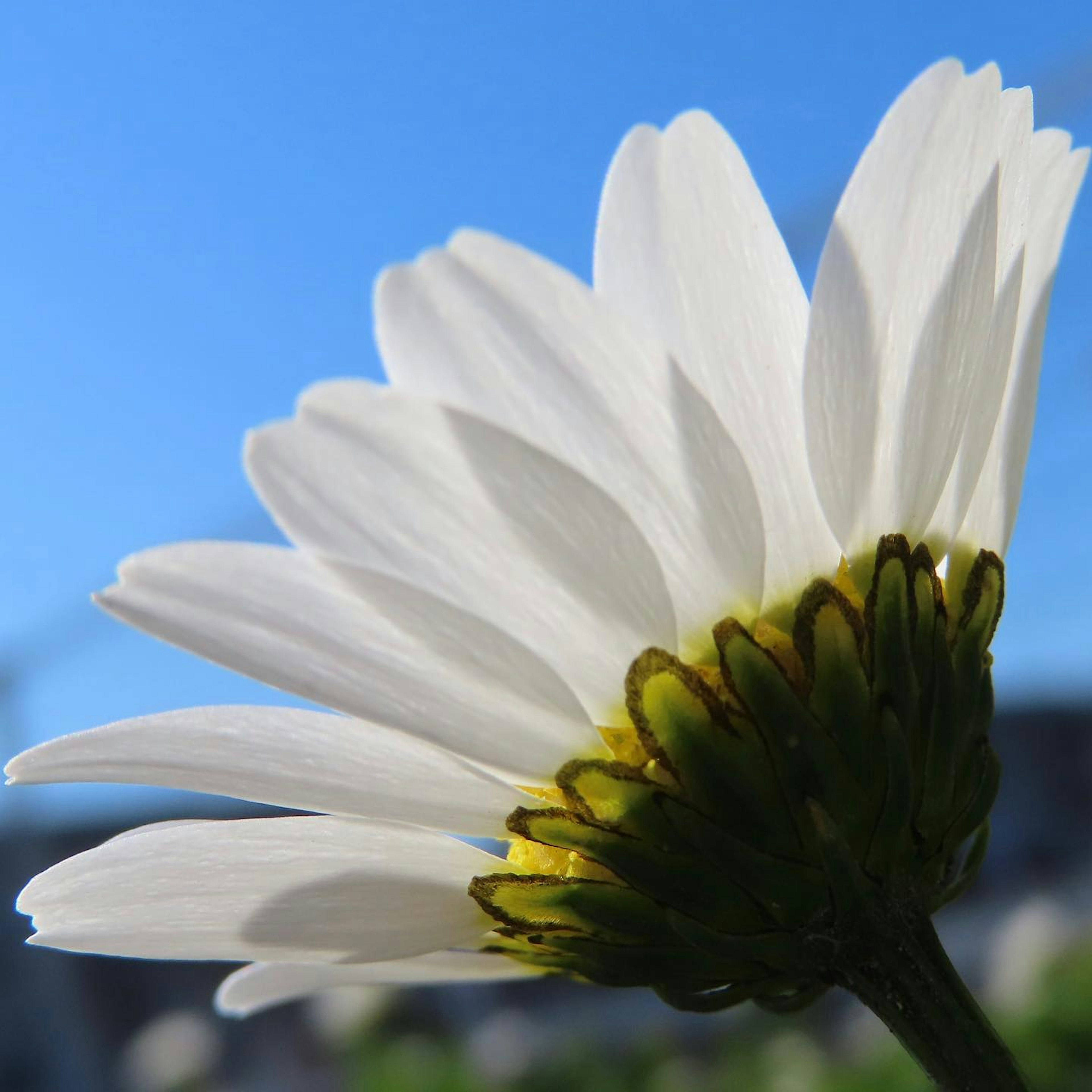 Side view of a white flower petal against a blue sky