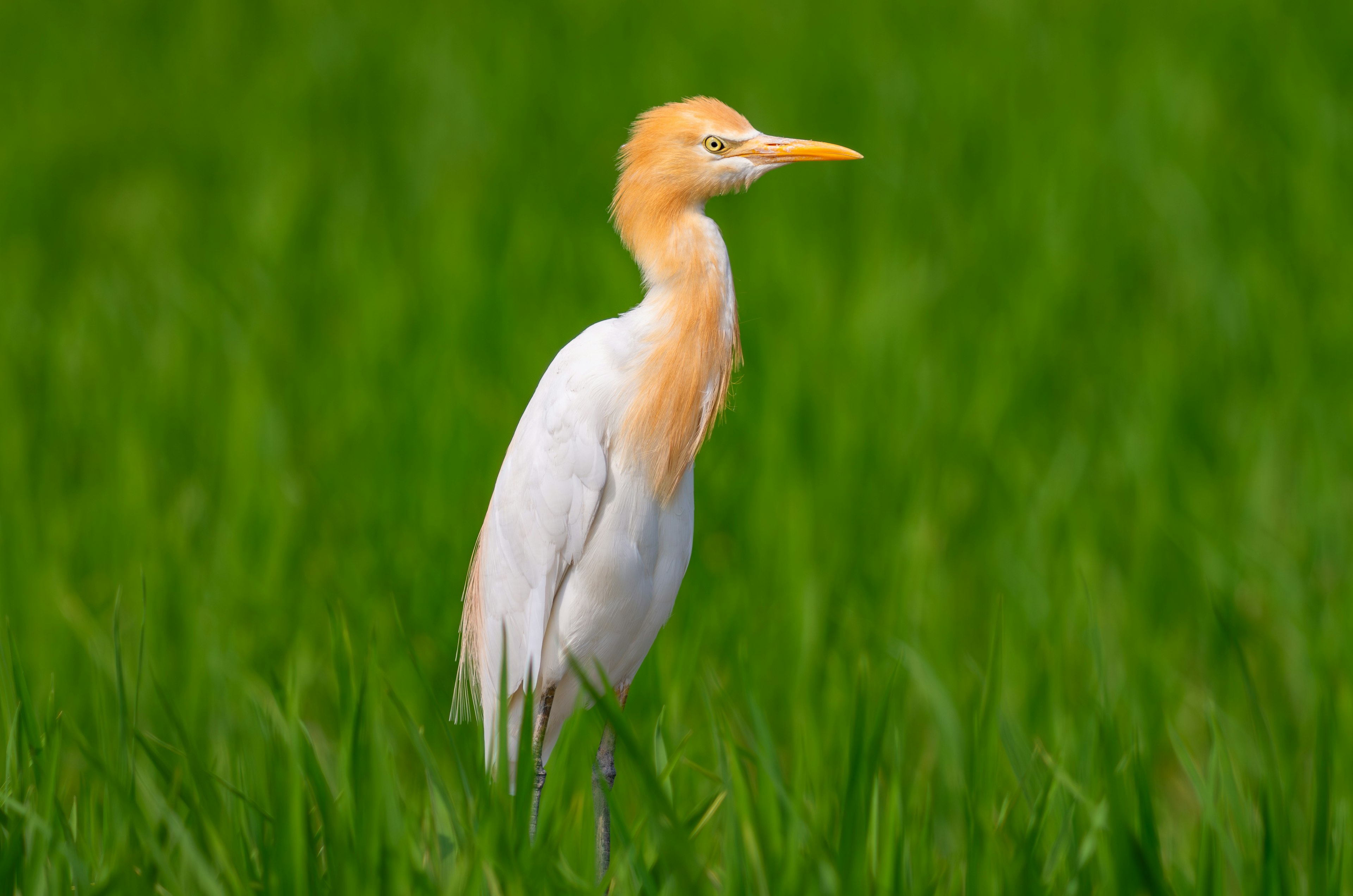 Un héron blanc avec une tête orange se tient dans des champs de riz verts